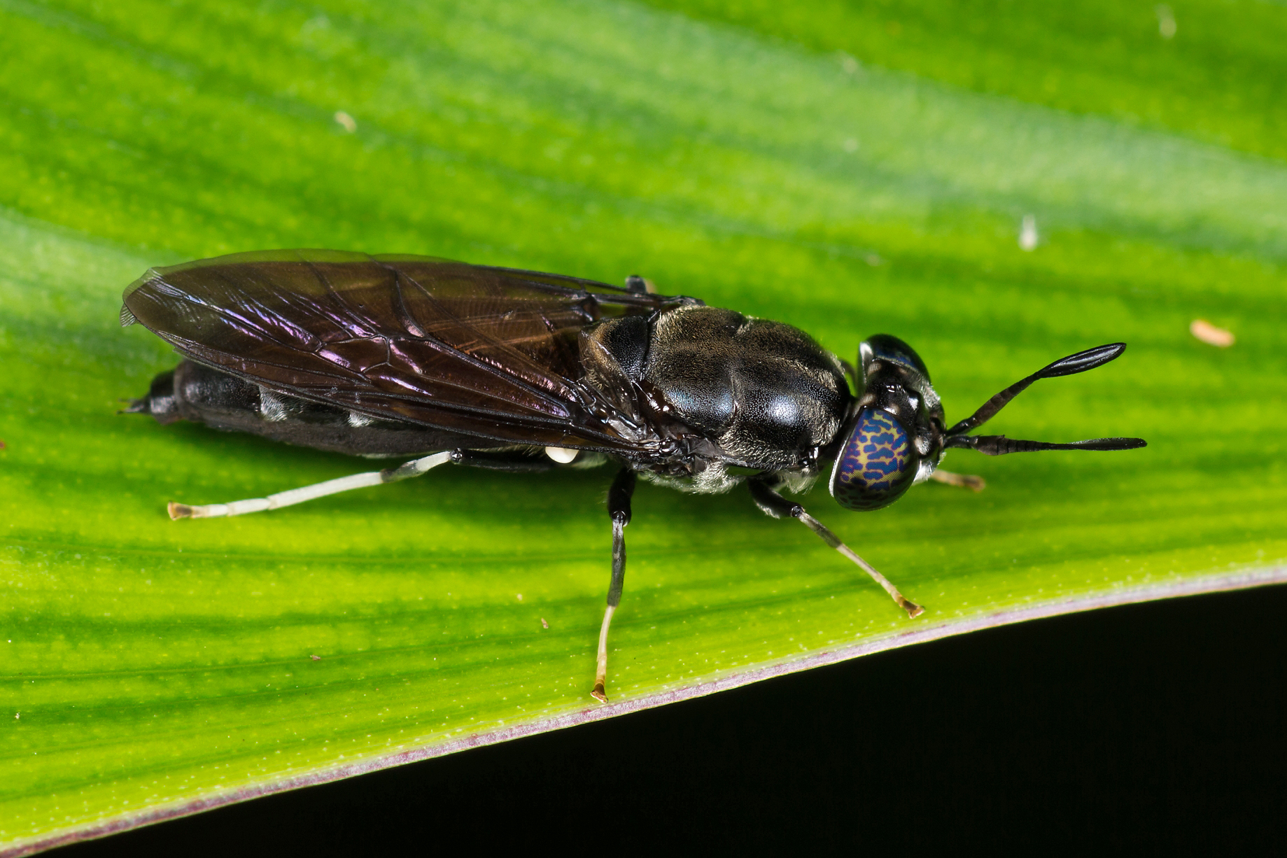 Diptera.info - Discussion Forum: Stratiomyidae, Hermetia sp. from Borneo
