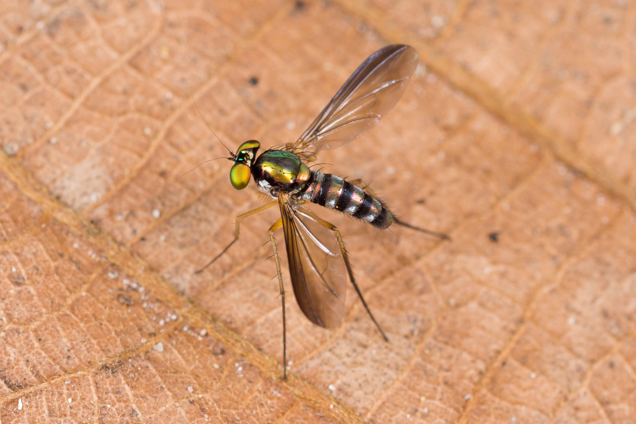 Diptera.info - Discussion Forum: Dolichopodidae, ?Chrysosoma sp ...
