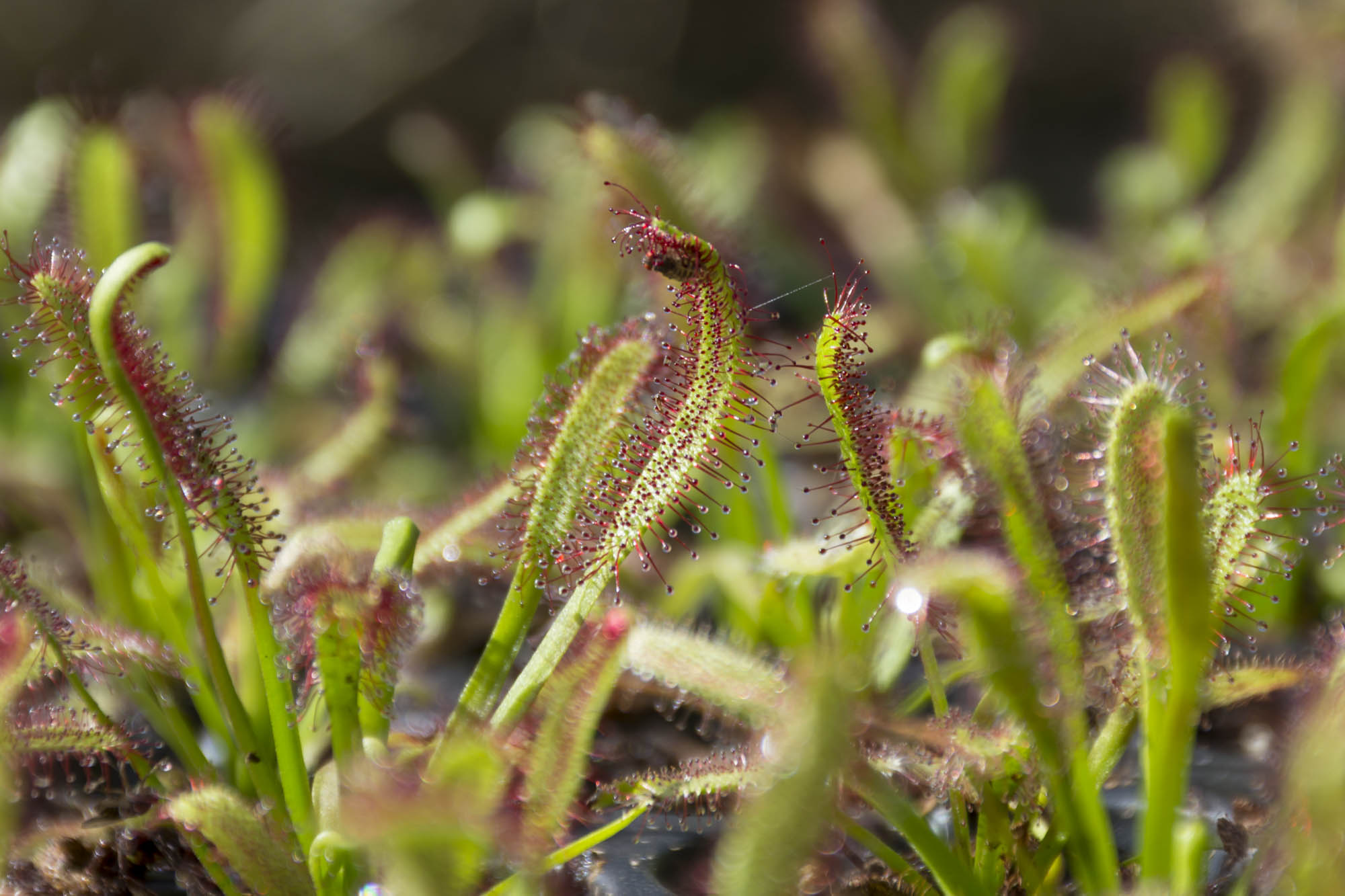SouthBay Traps - Savage Sundews | Feeding Drosera Live Insects the ...