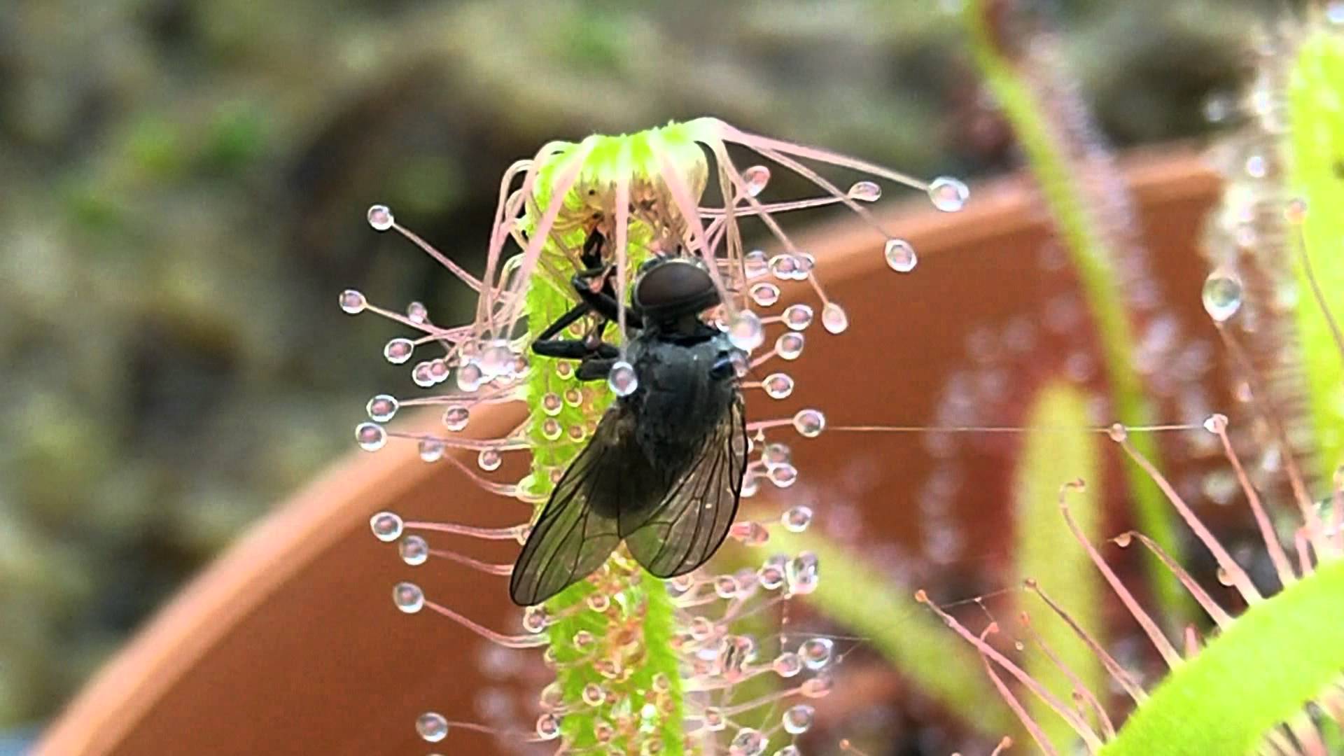 Sundew Carnivorous Plant Catches fly timelapse - YouTube