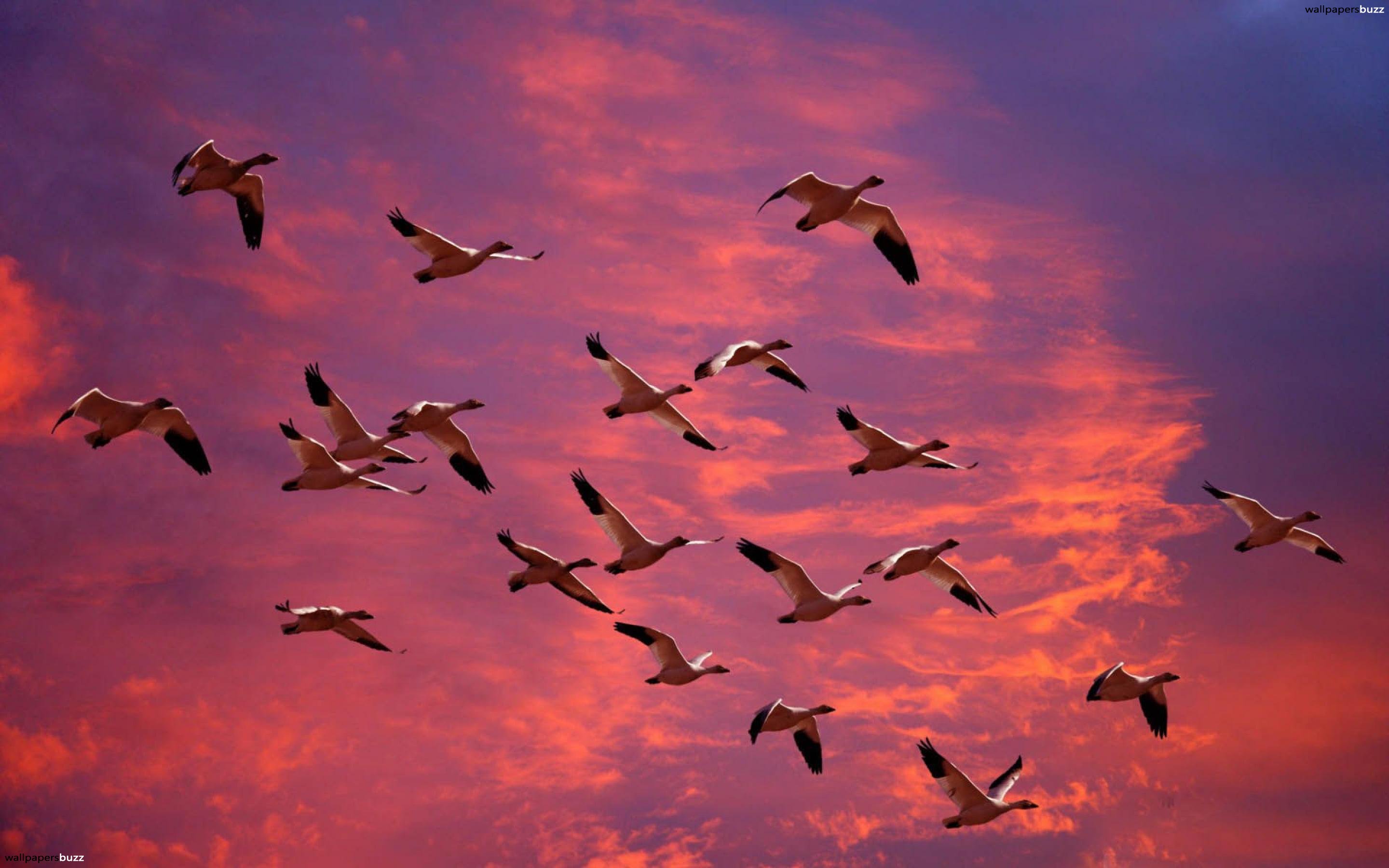 Birds in flight HD Wallpaper