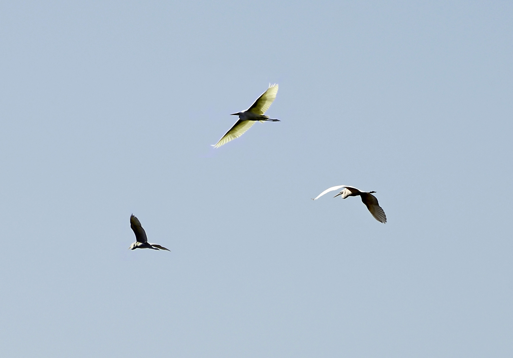 Flight of the herons photo