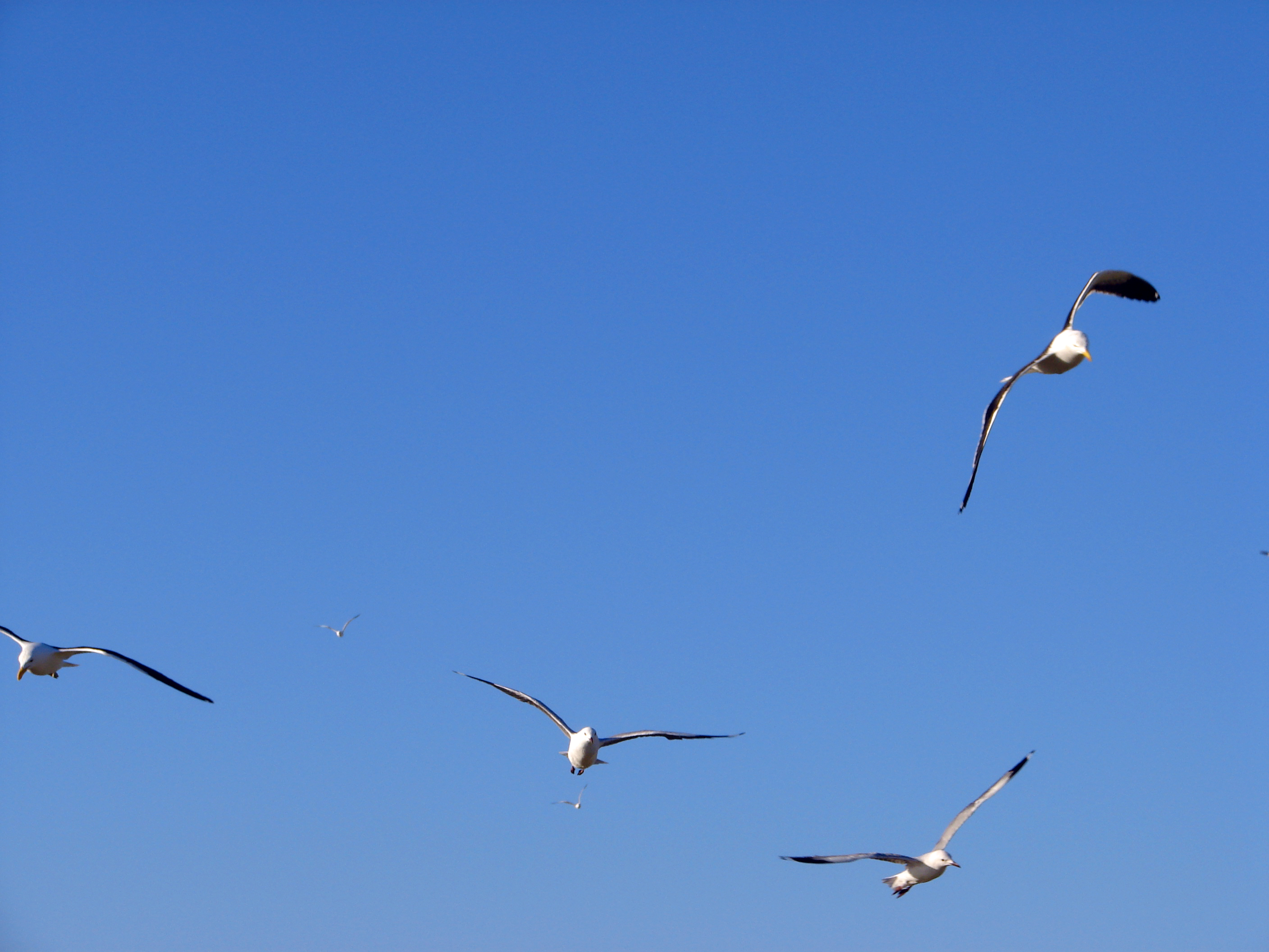 Flight of the seagulls photo
