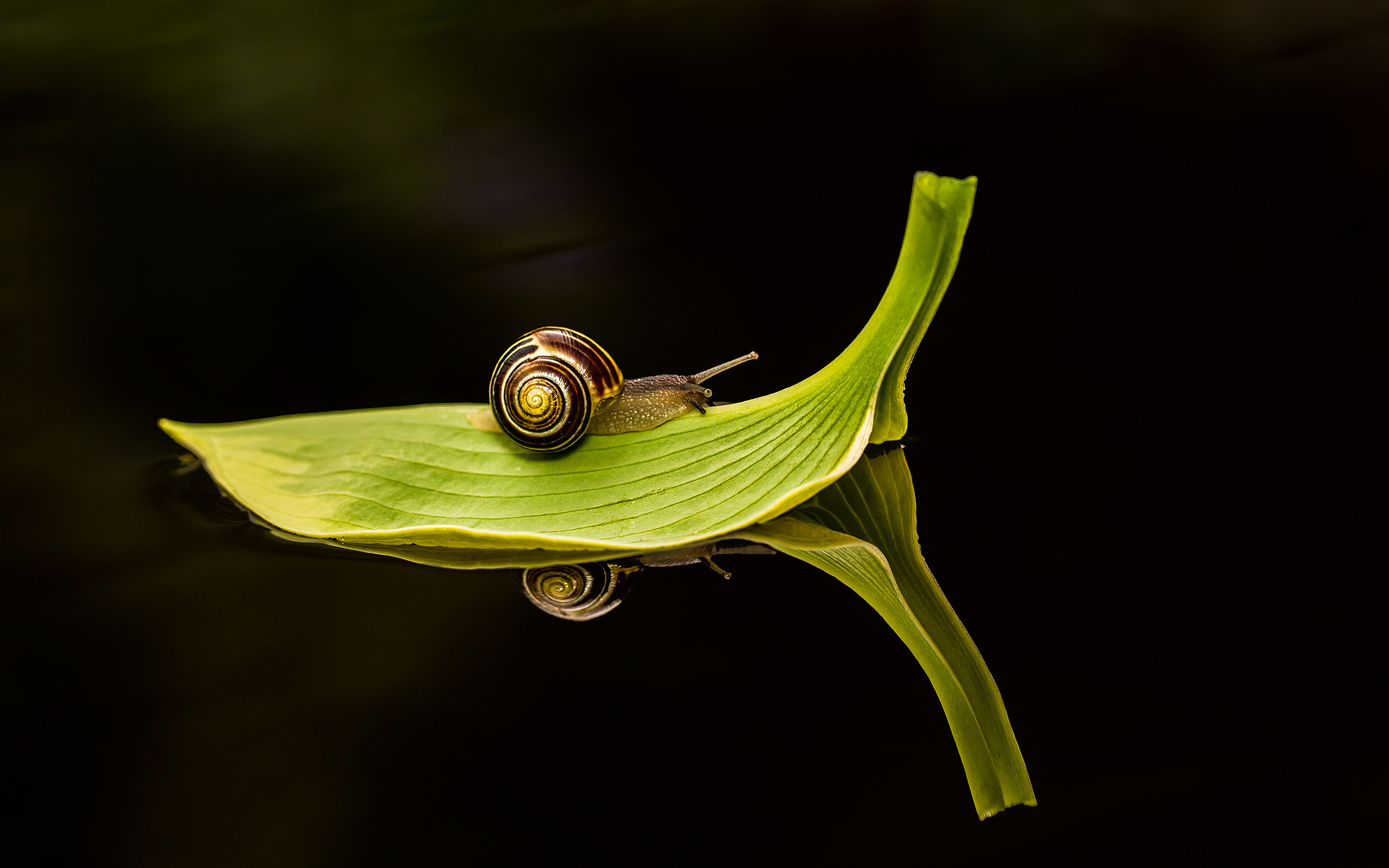 Snail On Floating Leaf #6971337
