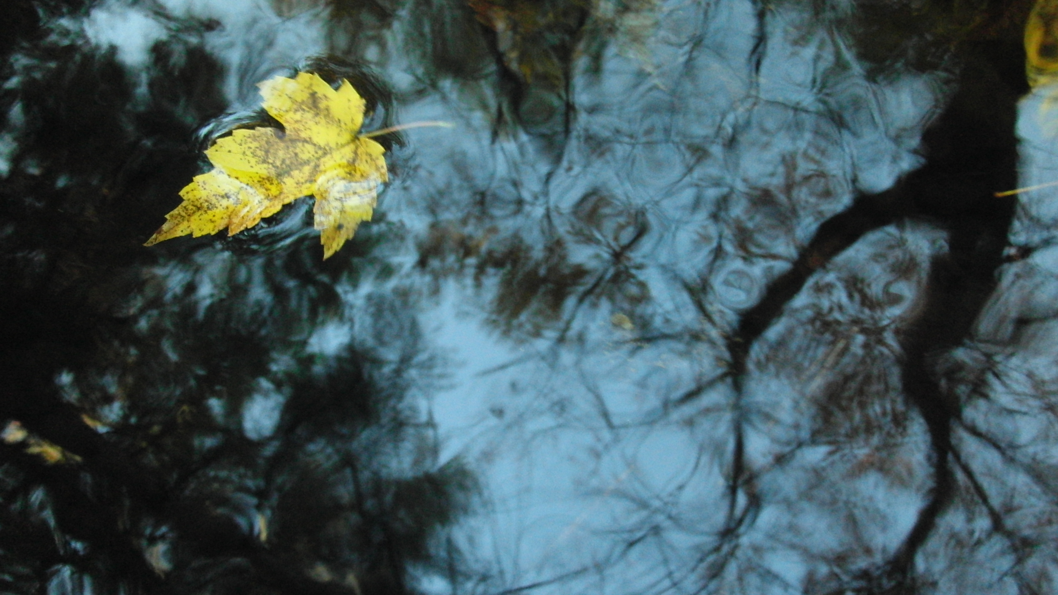 Floating Leaf | Wildlife Photos - Delaney WMA