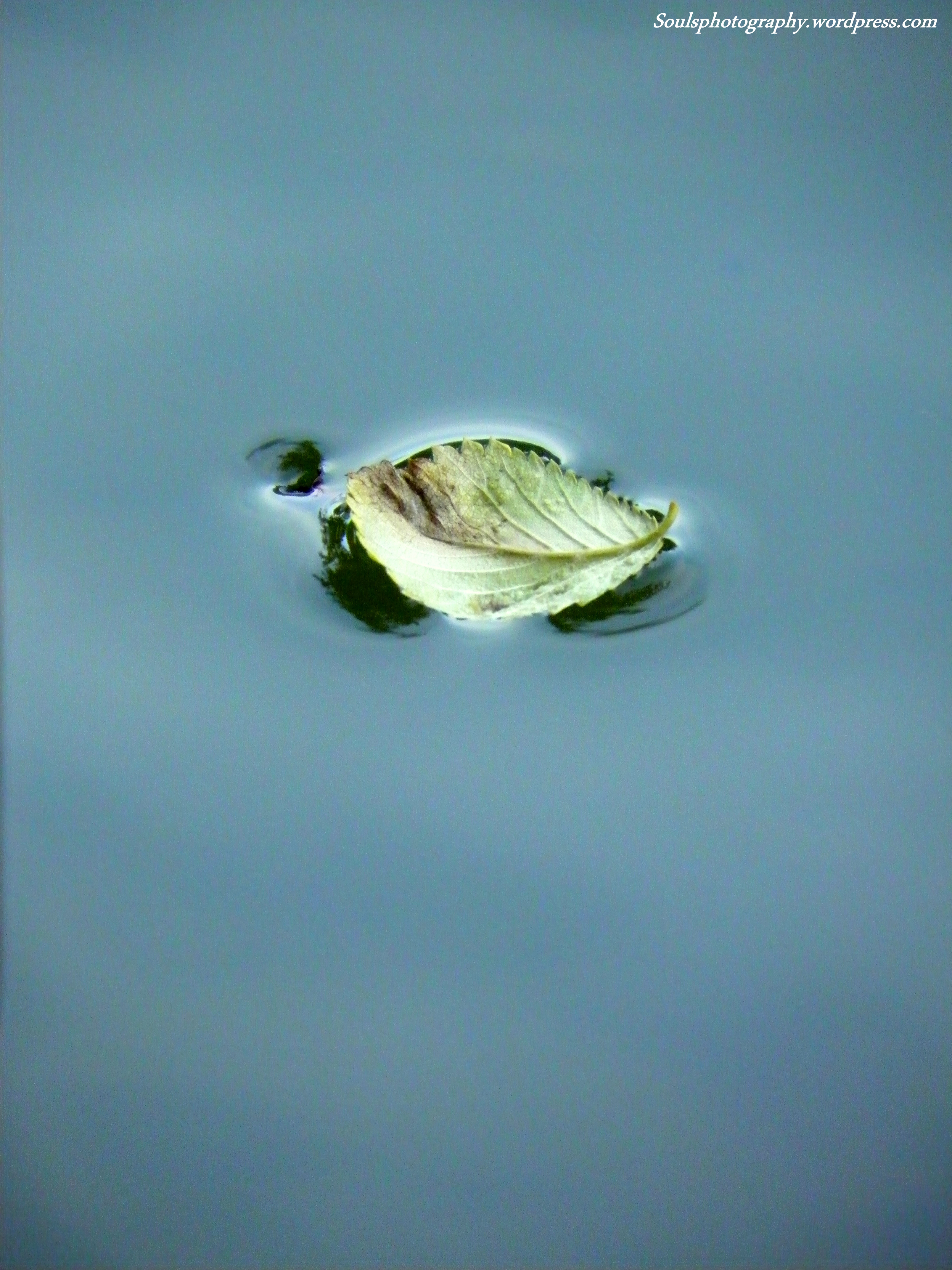Floating leaf | Photographies from my soul
