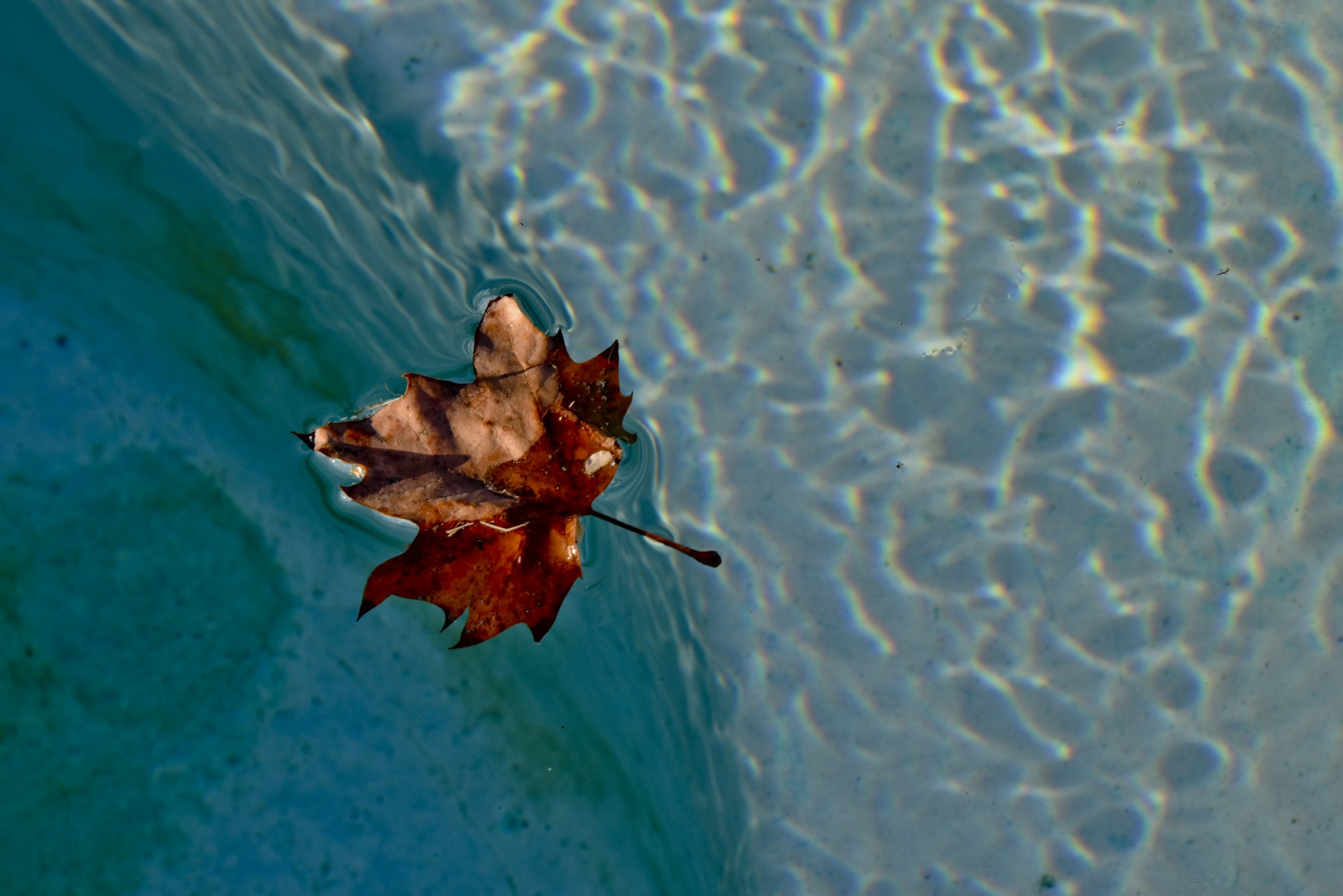 Floating Leaf Free Stock Photo - Public Domain Pictures