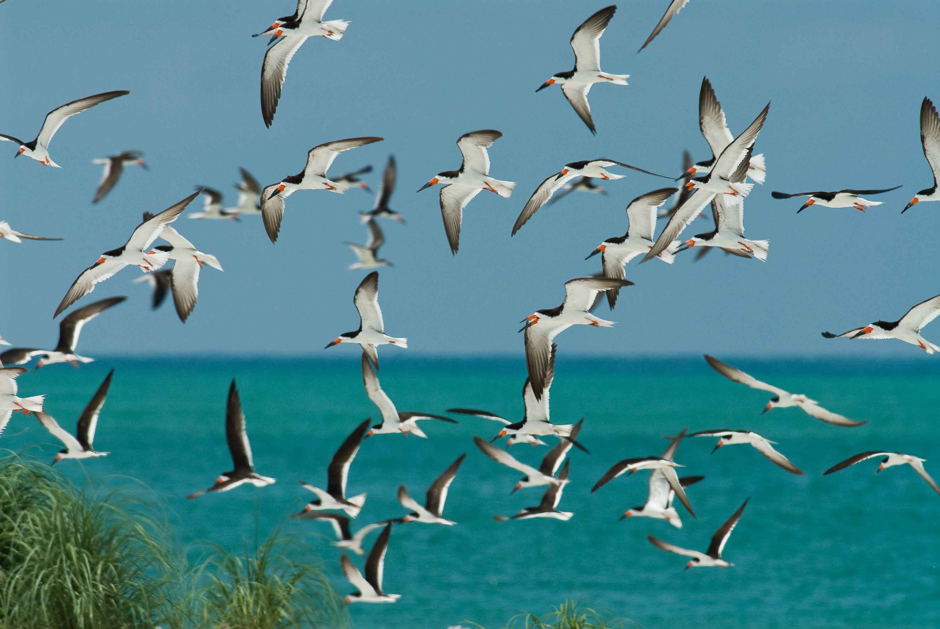 Free picture: flock, black, skimmers, flight