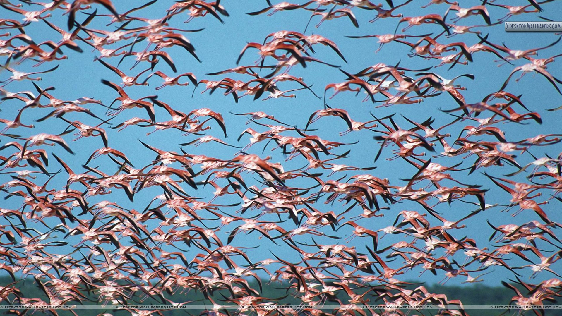 Flock of Greater Flamingos, Ria Celestun Biosphere Reserve Wallpaper