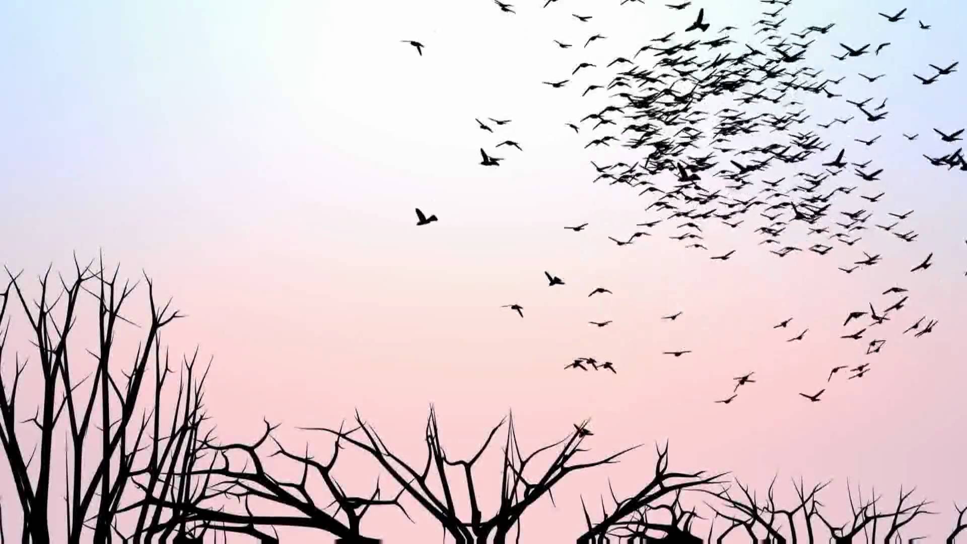 A Flock of Birds at Sunset - YouTube