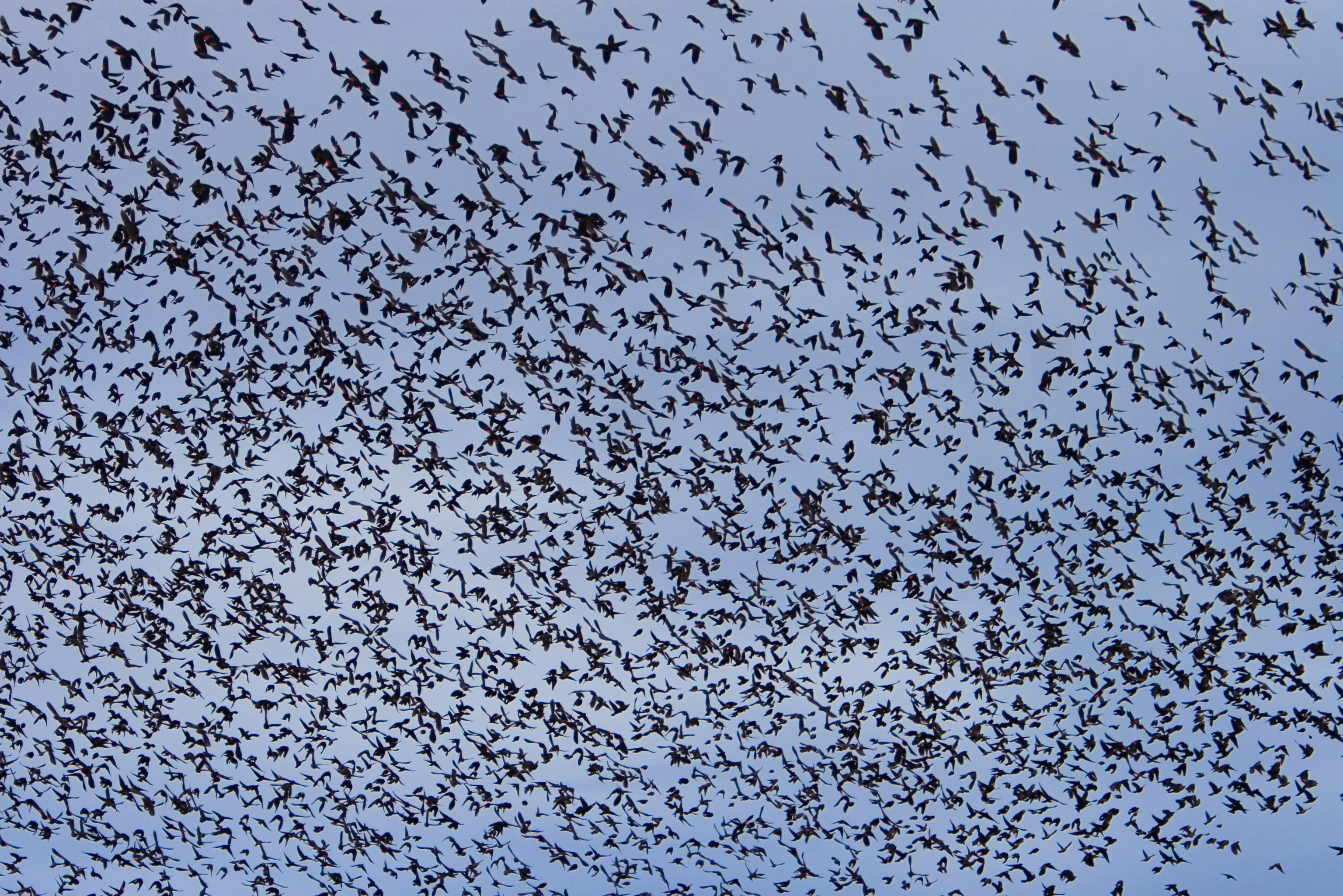 Flock of birds photo