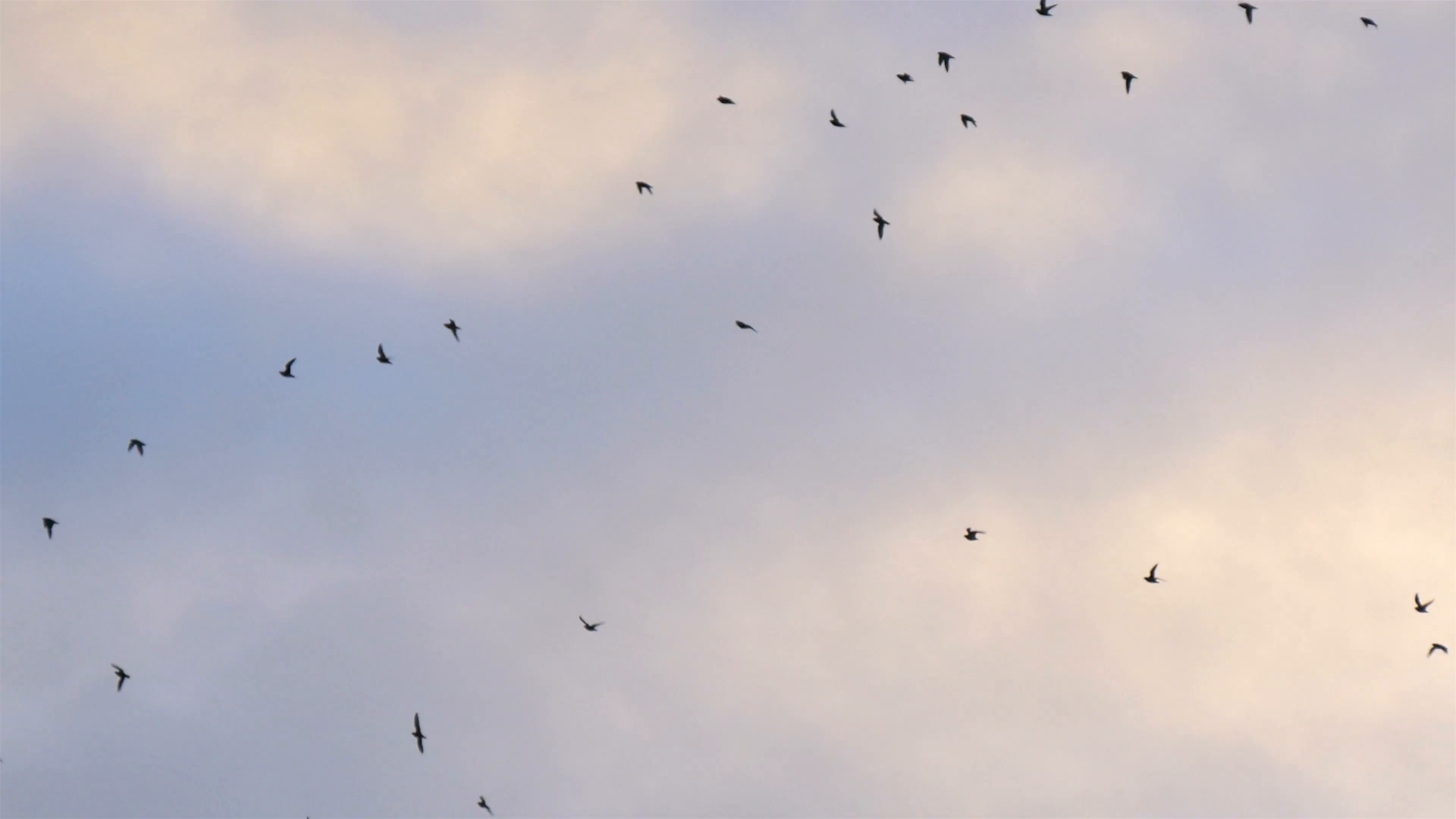 Flock of birds Beautiful sky flying 4K Stock Video Footage - Videoblocks