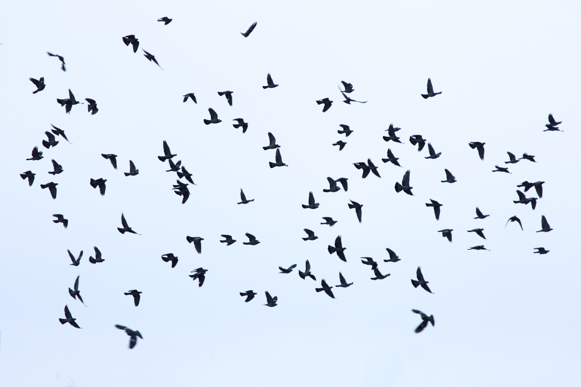 Flock Of Birds Free Stock Photo - Public Domain Pictures