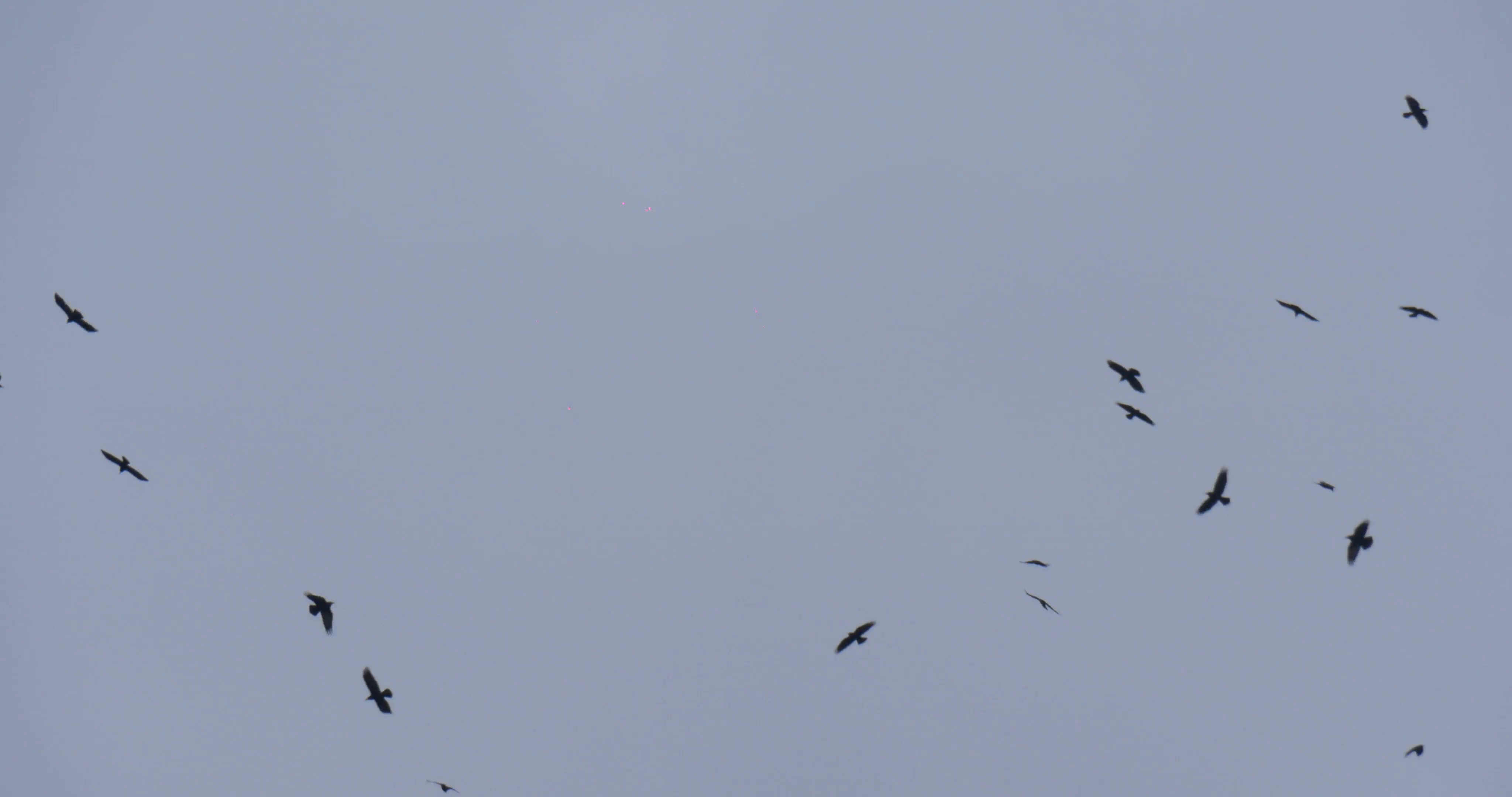 A Flock Of Crows Black Birds Fly In The Sky Cloudy Autumn Day Grey ...