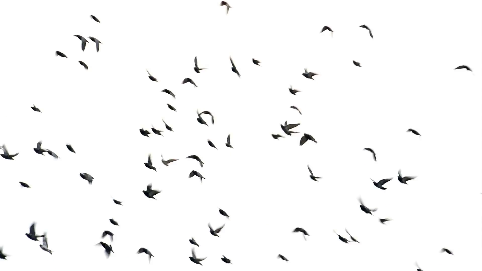 Flock of birds flying on the sky Stock Video Footage - VideoBlocks