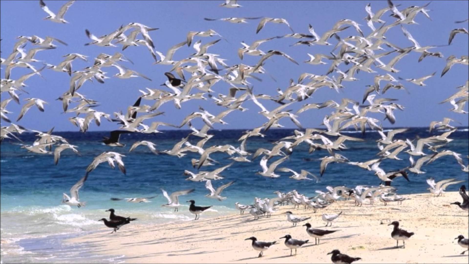Flock Of Birds Sound Effect - YouTube