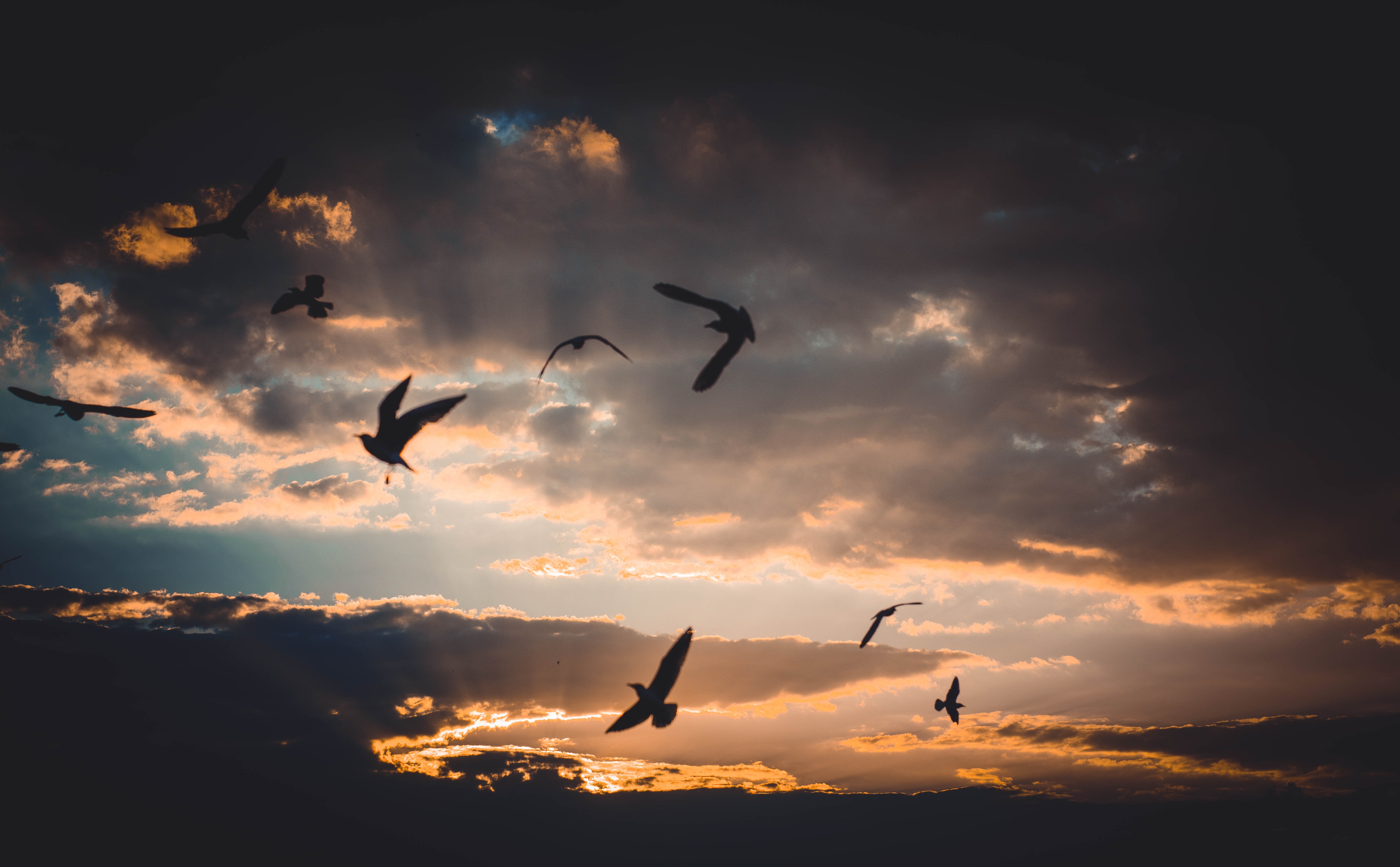 Flock of birds flying above sky during sunset photo