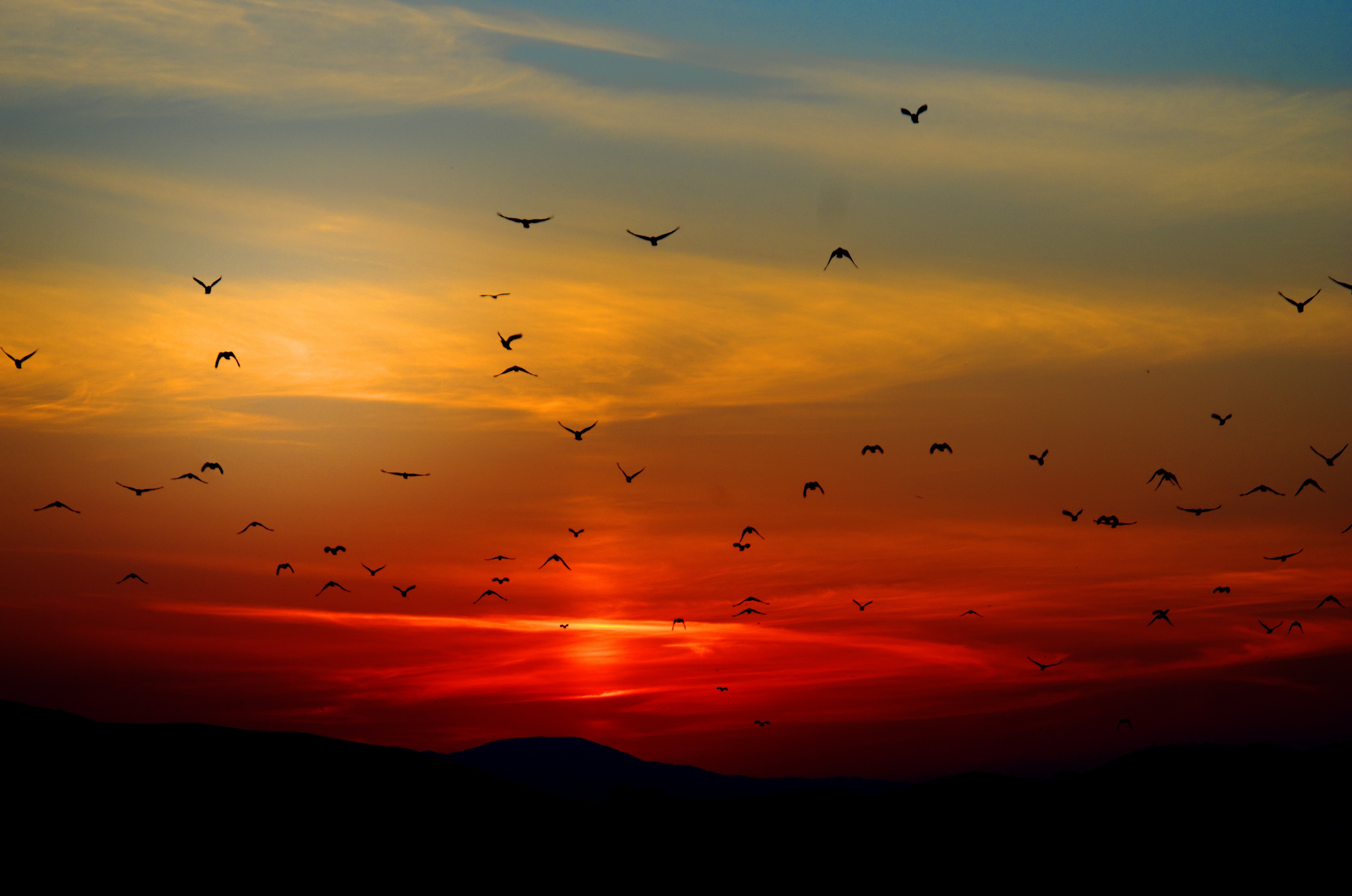 Flock of birds flying above the mountain during sunset photo