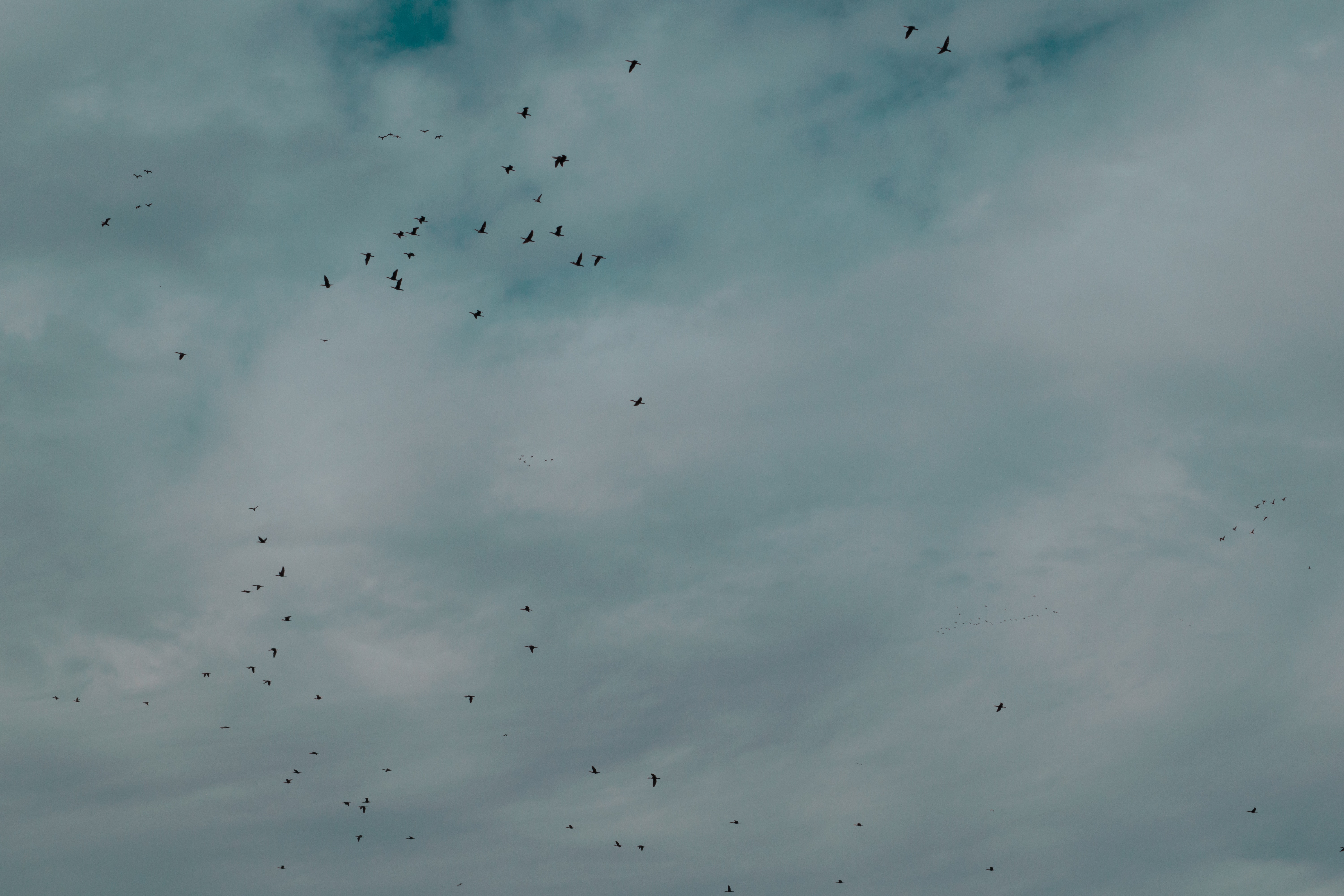 Flock of birds flying under cloudy sky photo