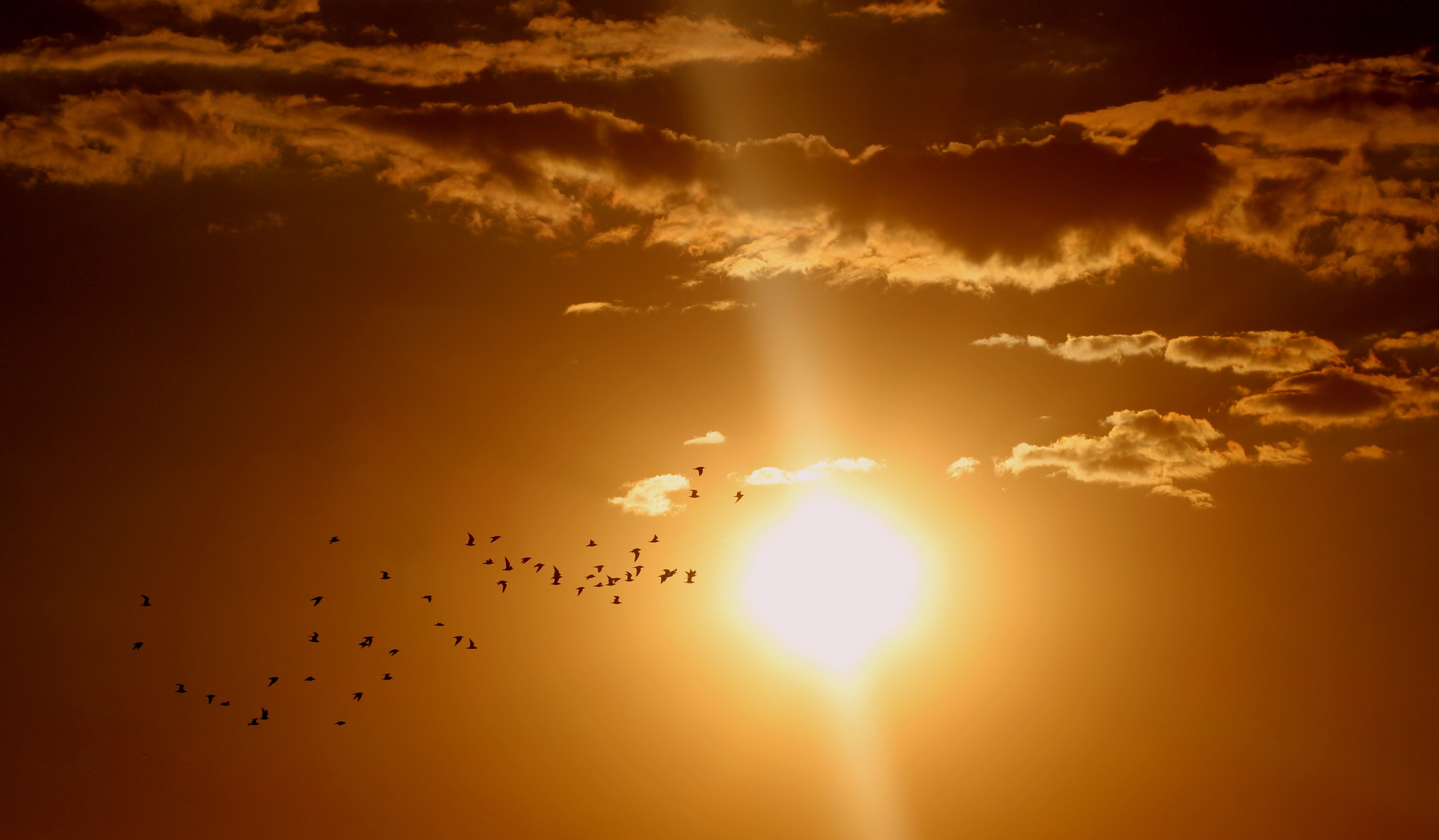 Flock of birds flying under sun and clouds photo