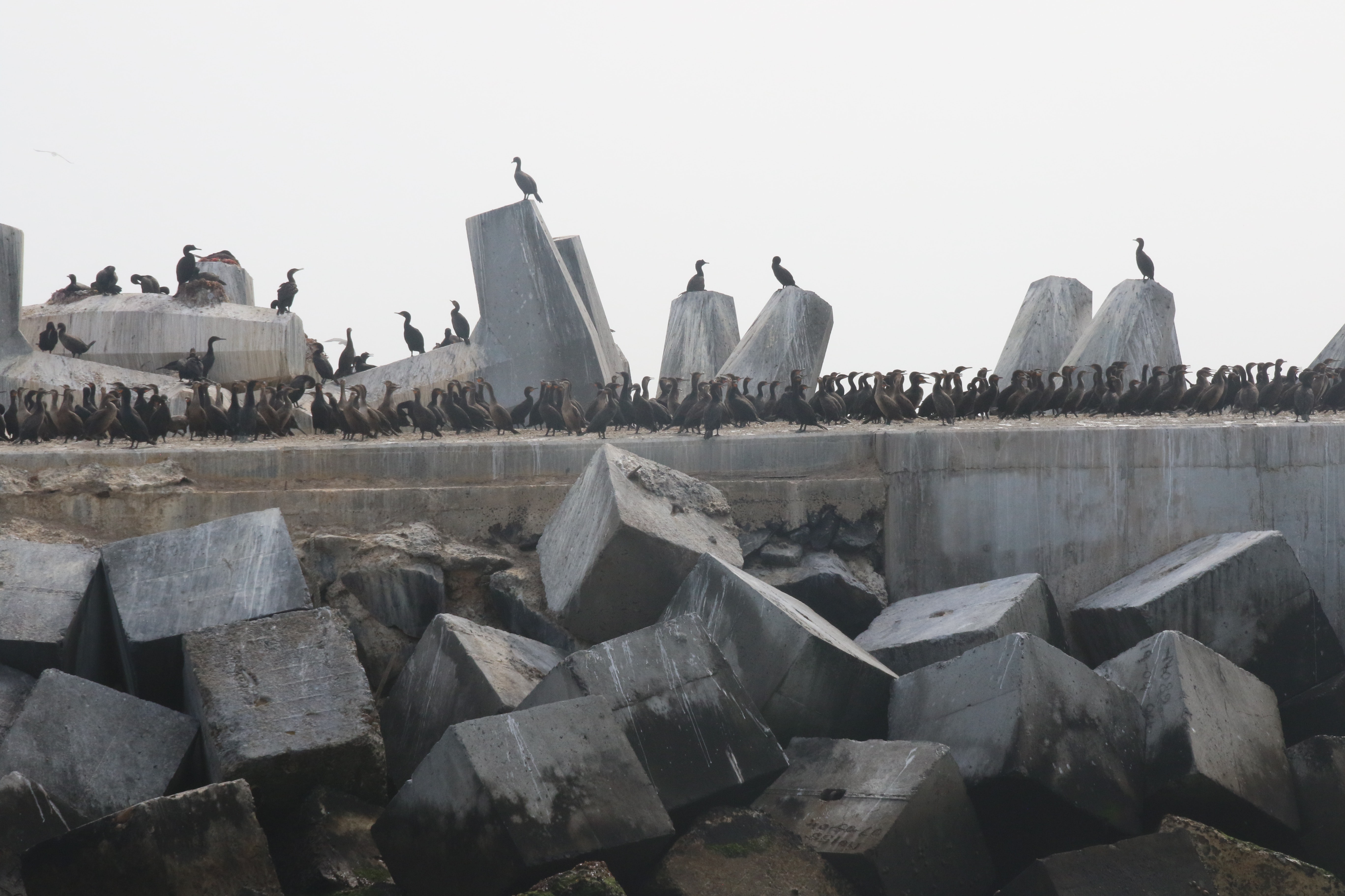 Flock of birds on concrete blocks, Flock of birds on concrete blocks