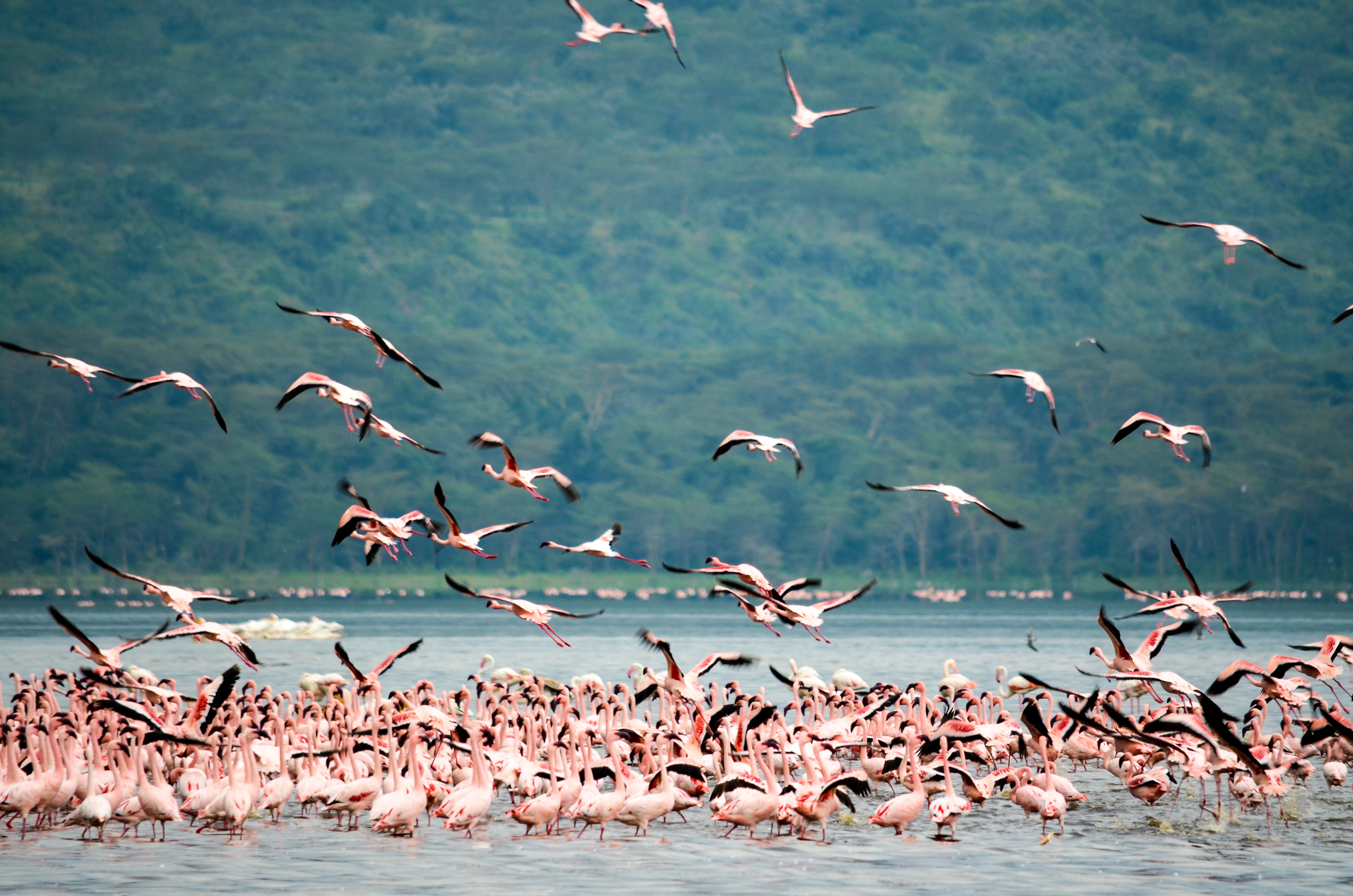 Flock of flamingo standing on body of water over viewing trees photo
