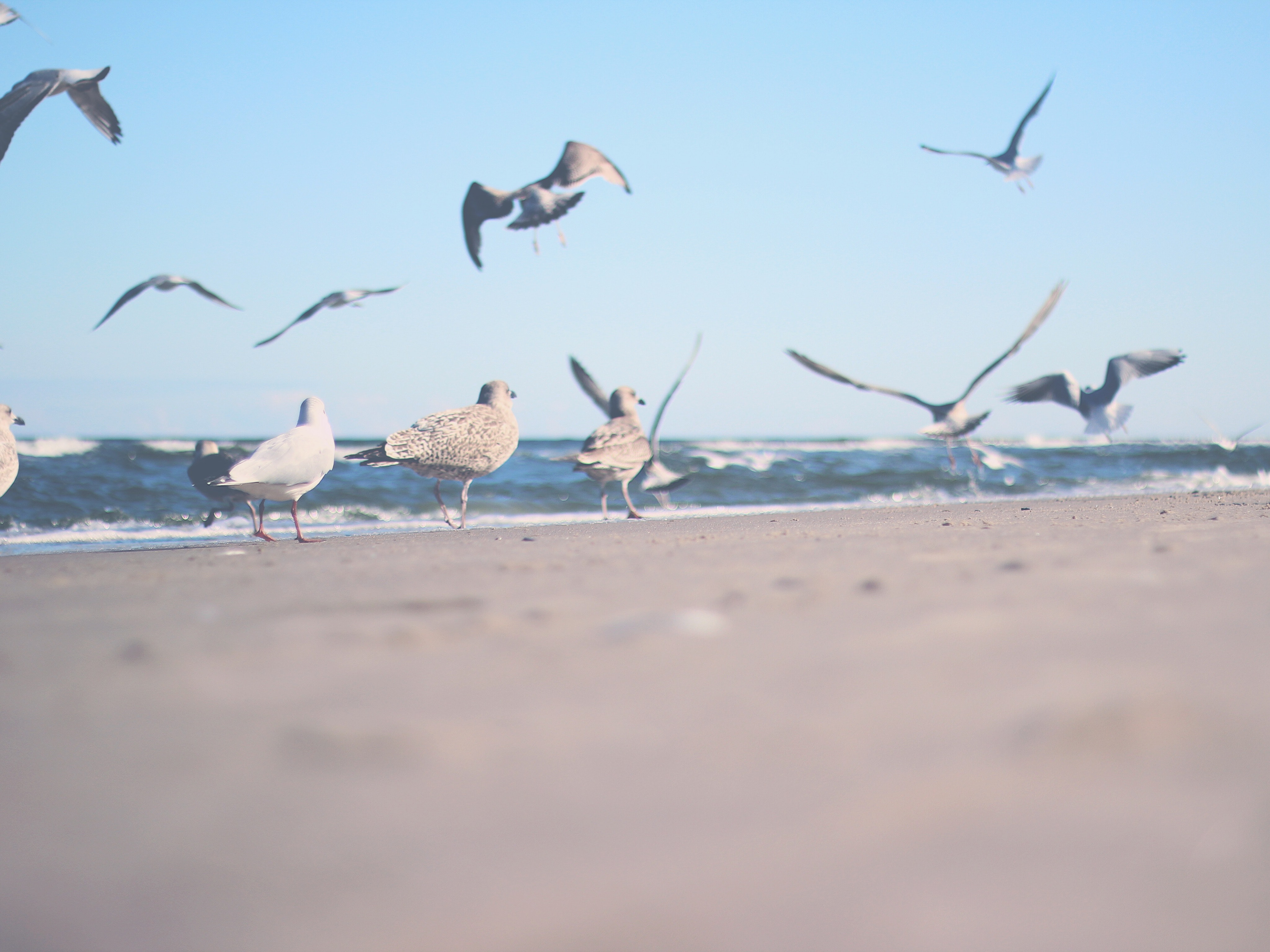Flock of gulls on shore near ocean at daytime photo