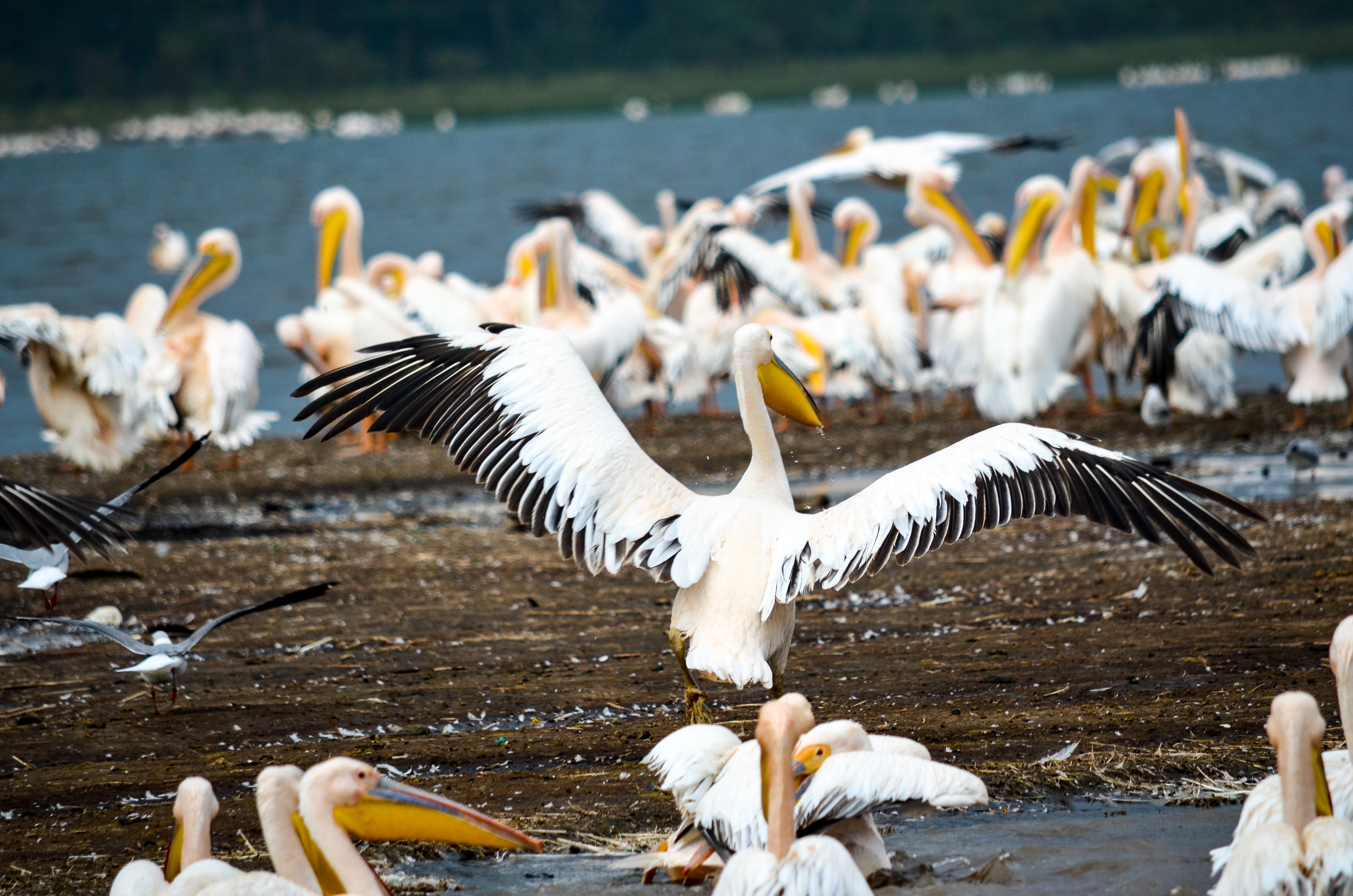 Flock of pelicans in seashore photo