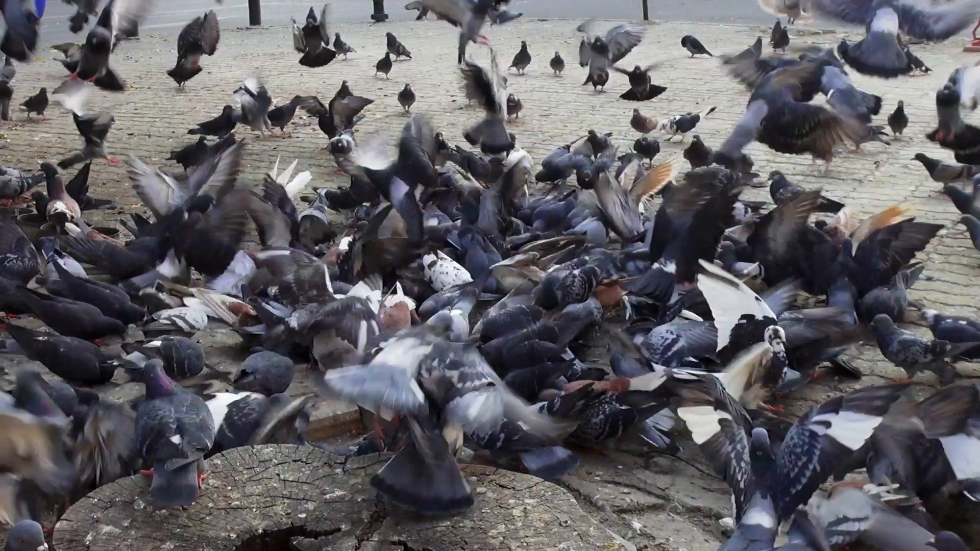 Flock of pigeons fighting over food, hungry doves eating, birds ...