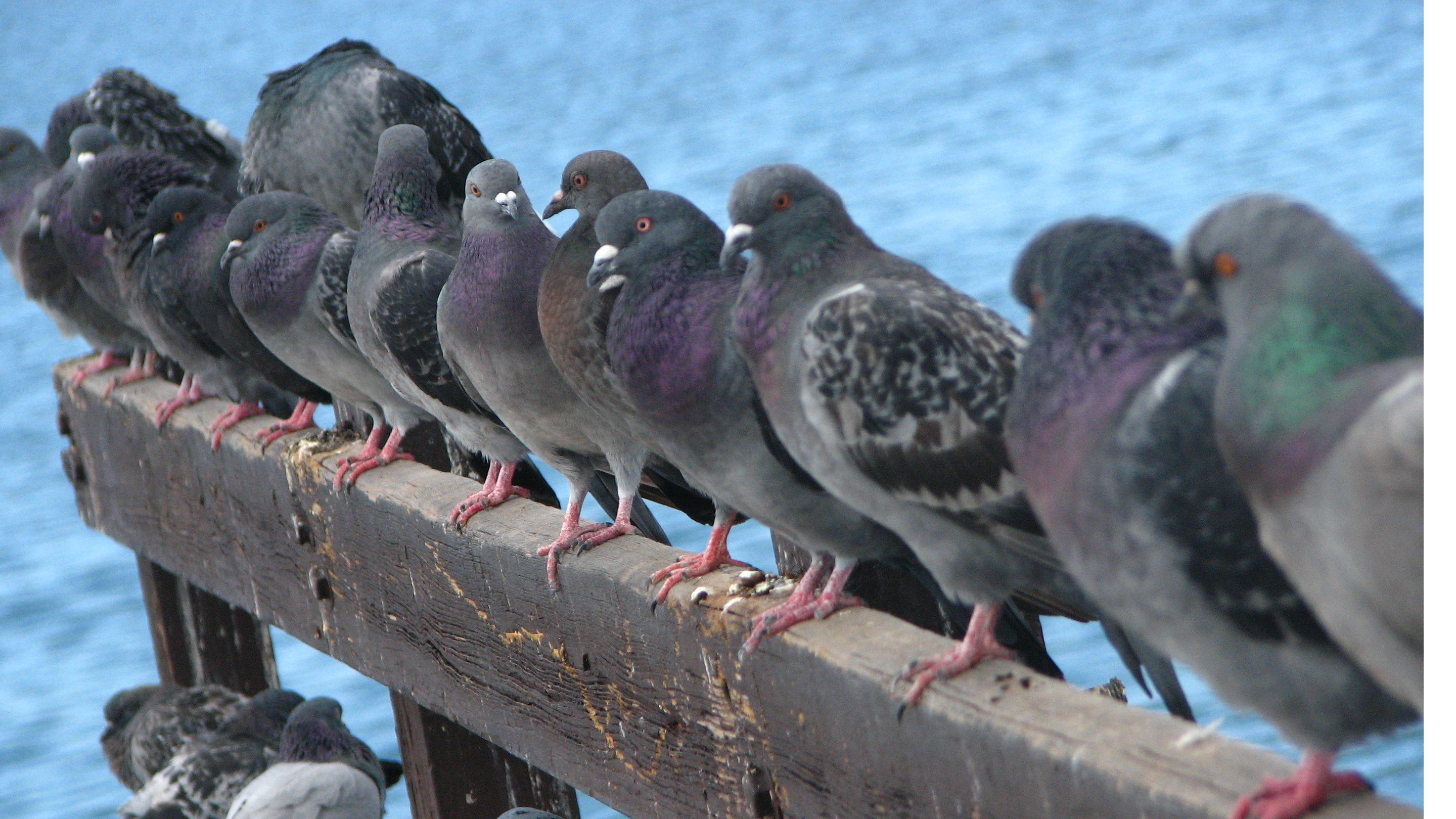 More Candidates Don't Produce Better Leaders, At Least for Pigeons ...