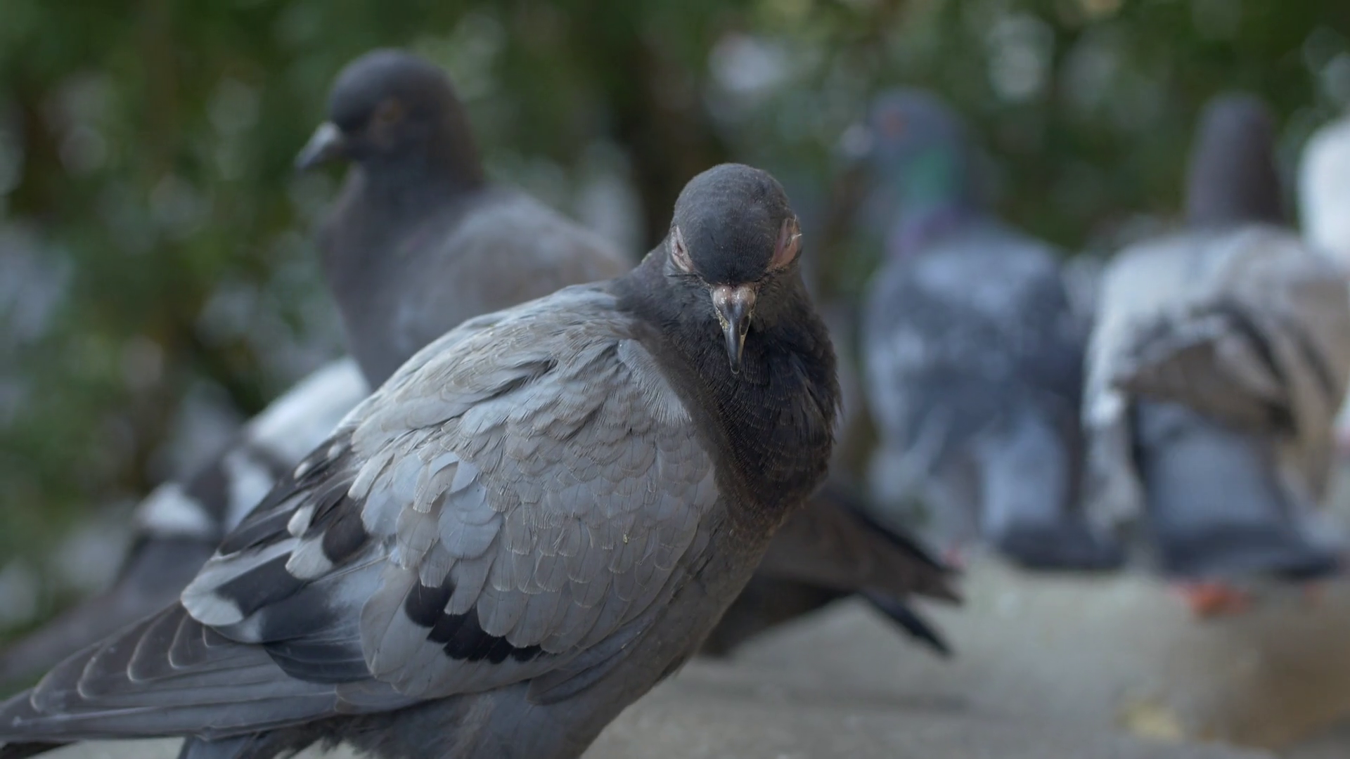 Pigeons eating food from grounds hundreds of birds feeding flock of ...