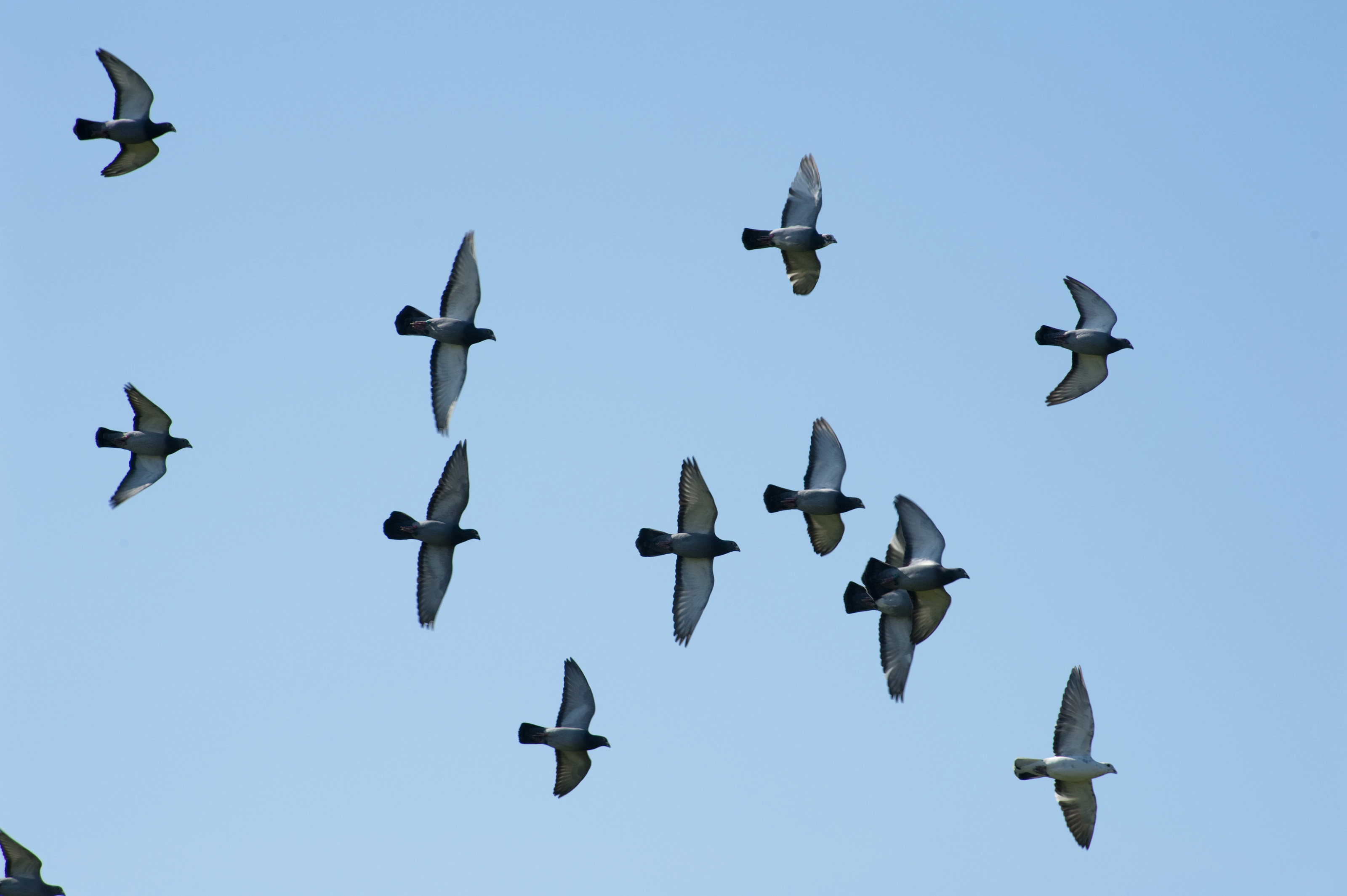 Flying flock of pigeons shot from a low angle-6829 | Stockarch Free ...