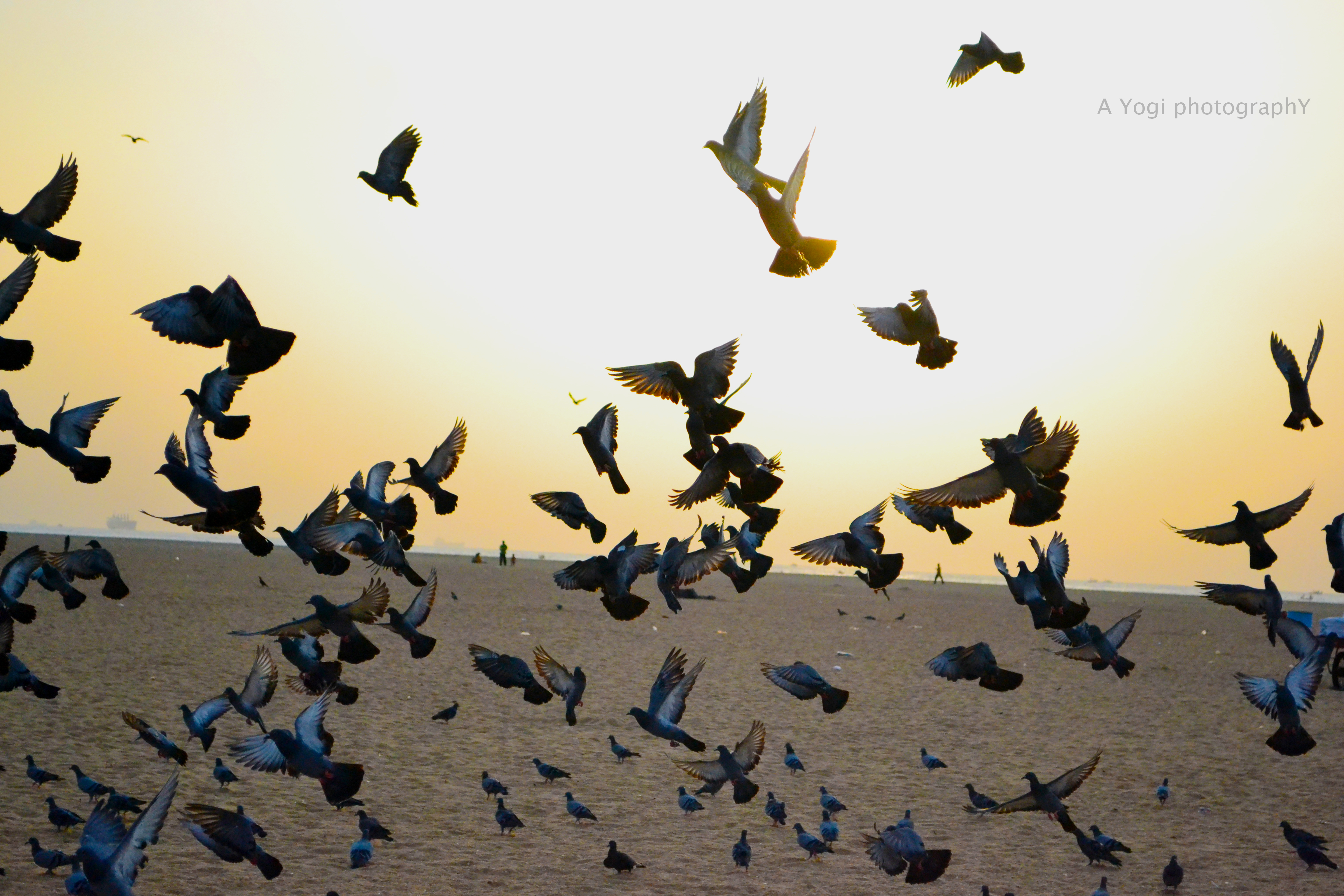 Flock of pigeon photo