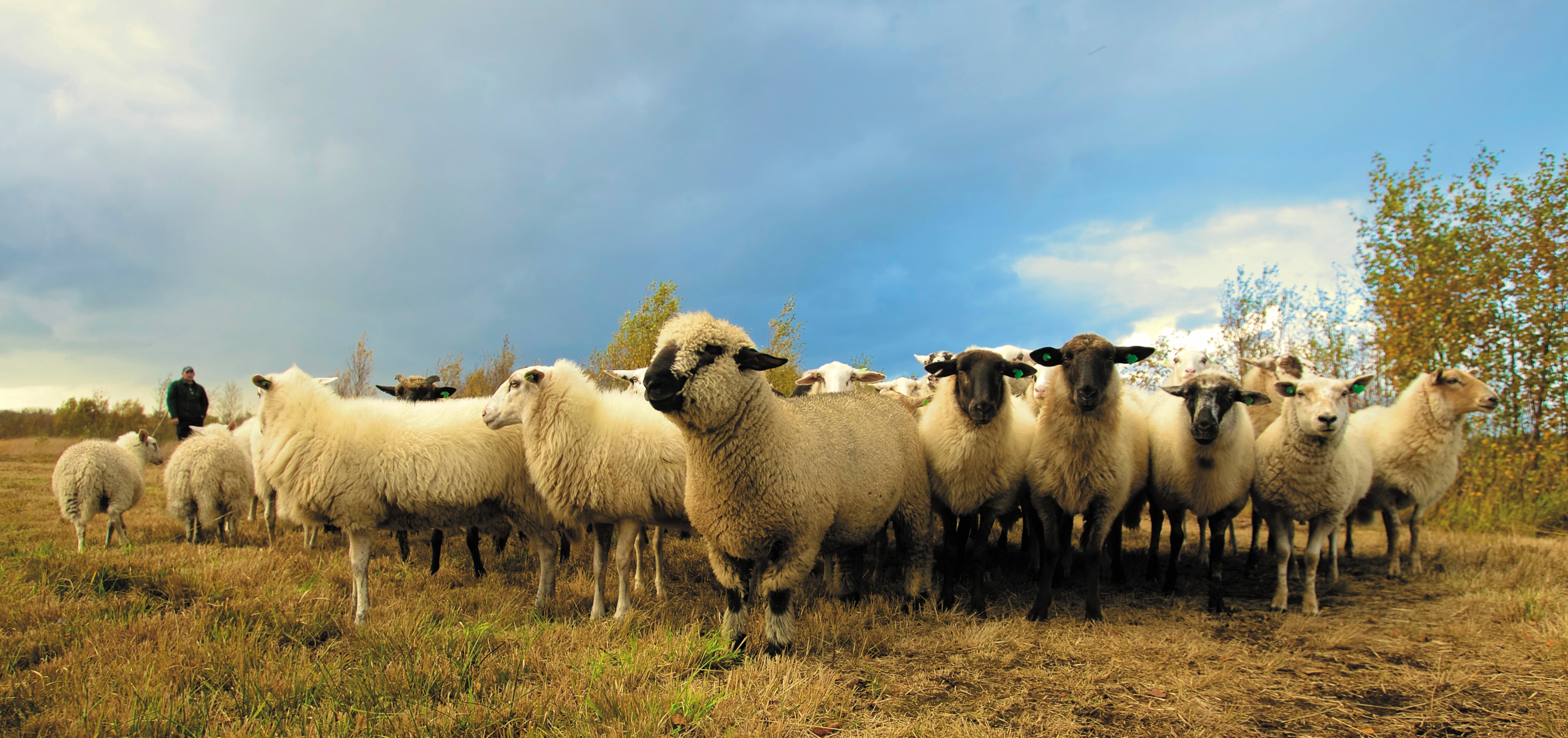Flock of sheep in field under blue sky photo