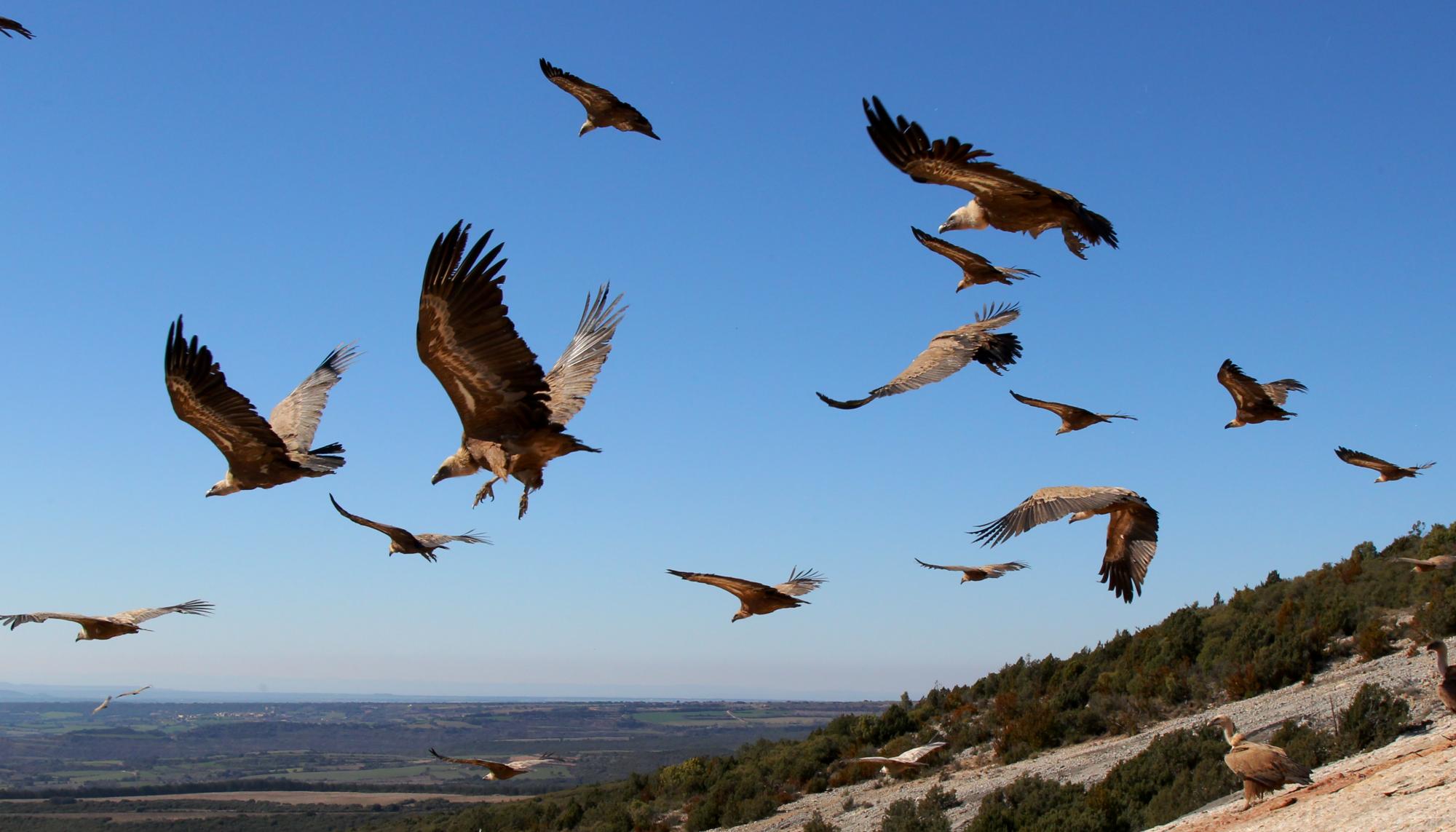 Griffon Vulture (Gyps fulvus) Departing Flock of Griffon Vultures ...