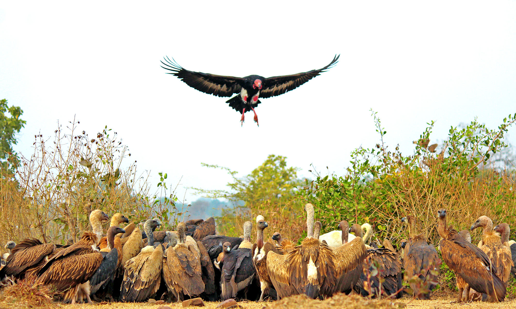 File:A flock of Vultures on carcass.jpg - Wikimedia Commons