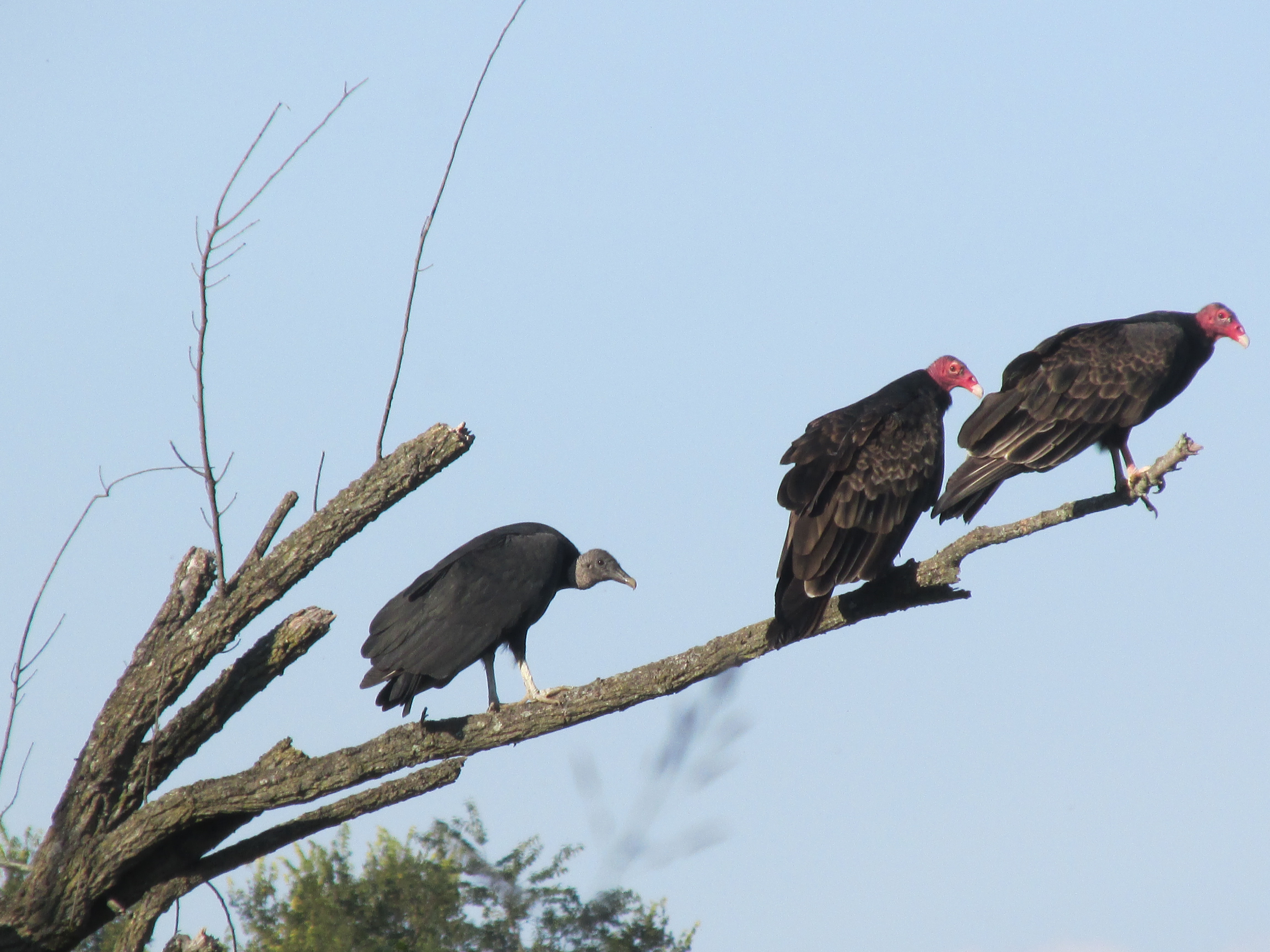 turkey vultures | Our Fine Feathered Friends