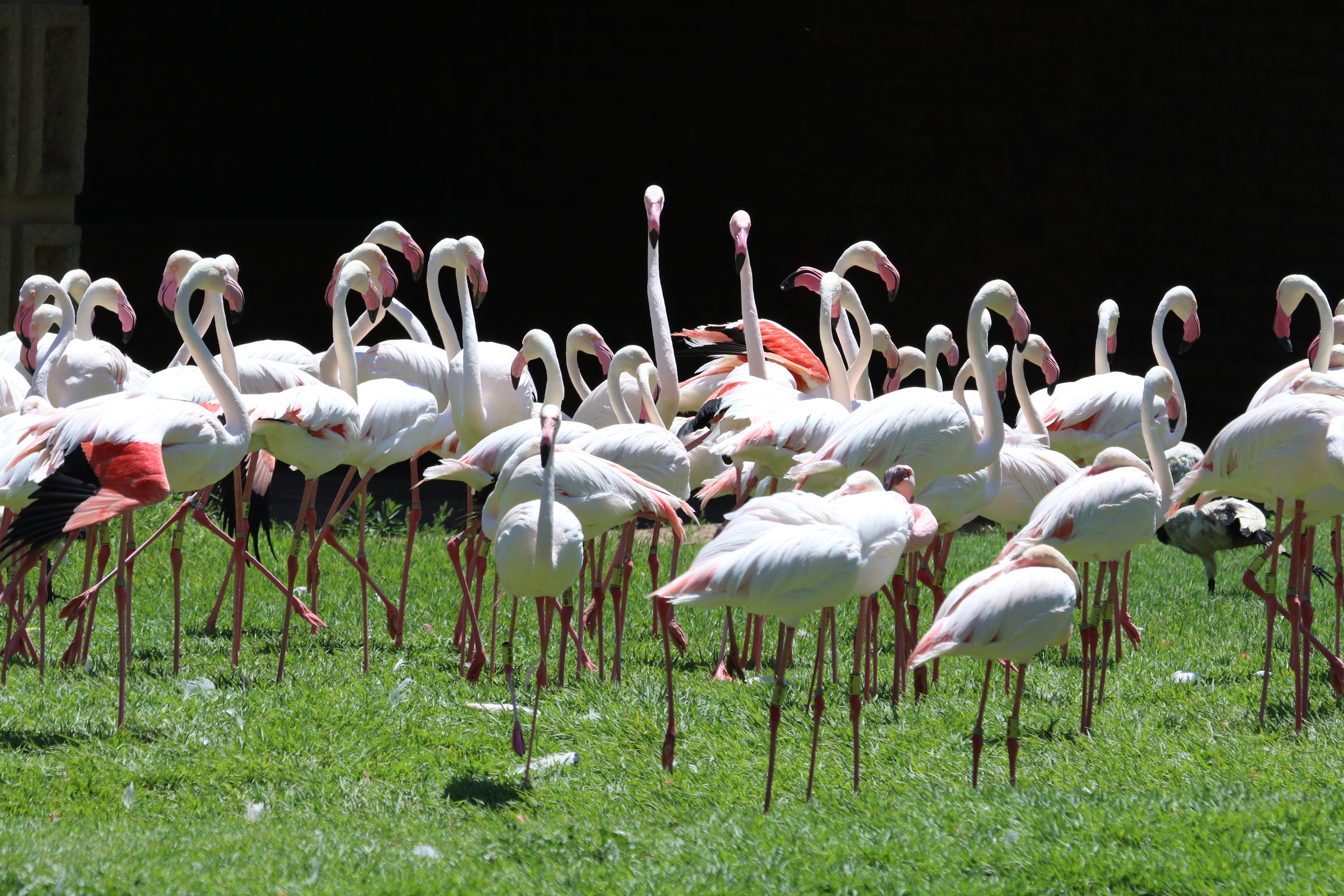 Flock of white flamingoes photo