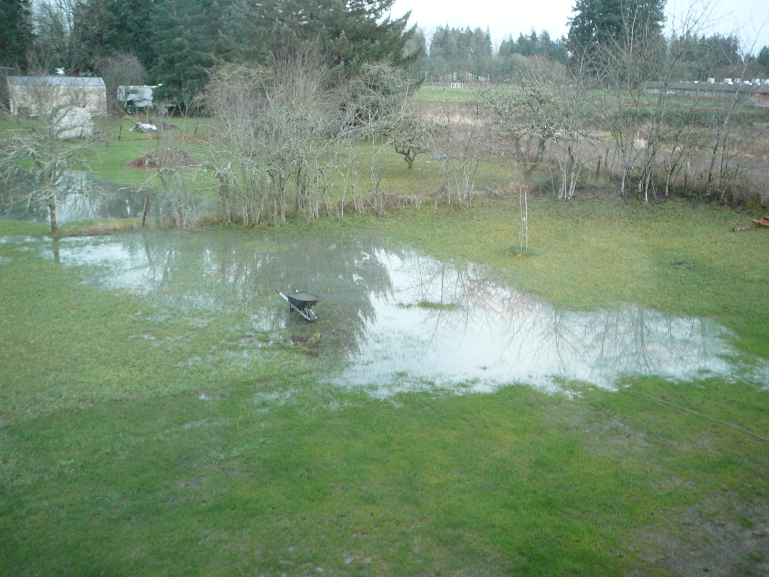 Japanese Inspired Rain Garden- Flooding | North Albany Garden Blog