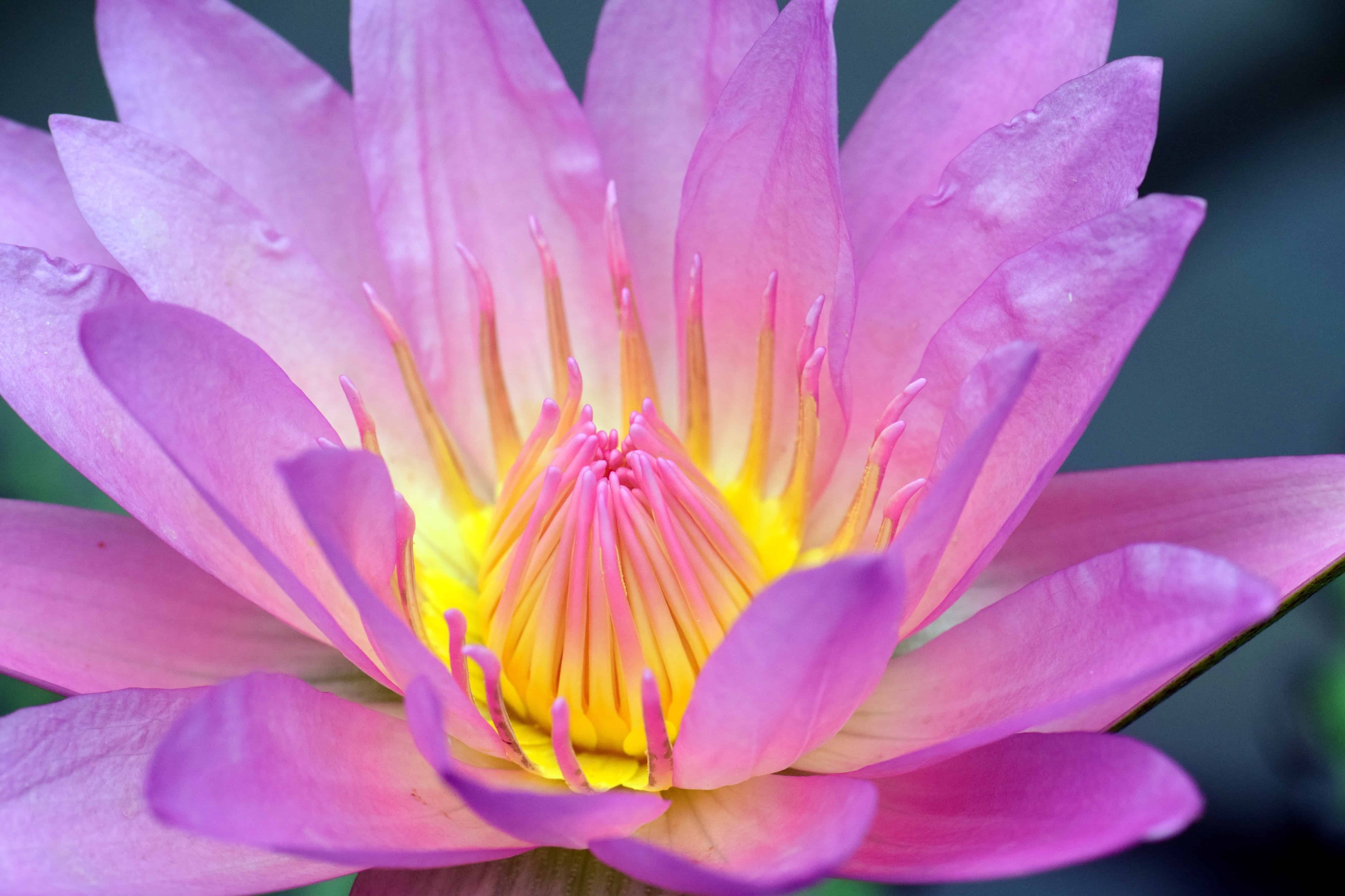 Free picture: lotus, pistil, macro, detail, nature, flora, flower ...