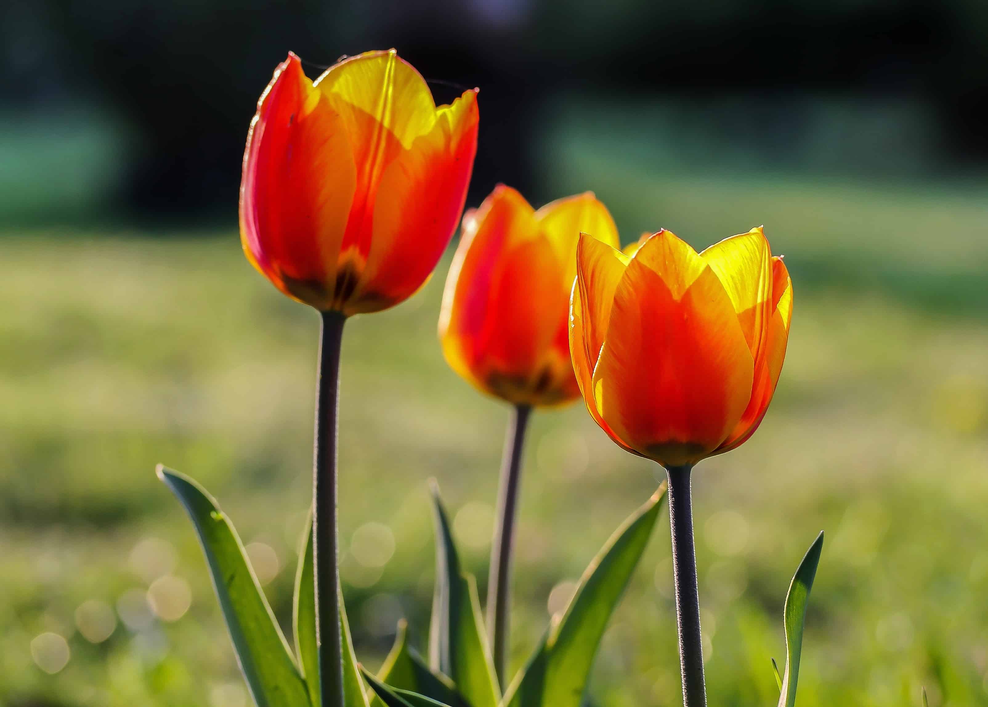Free picture: tulip, flora, summer, garden, leaf, nature, flower, plant