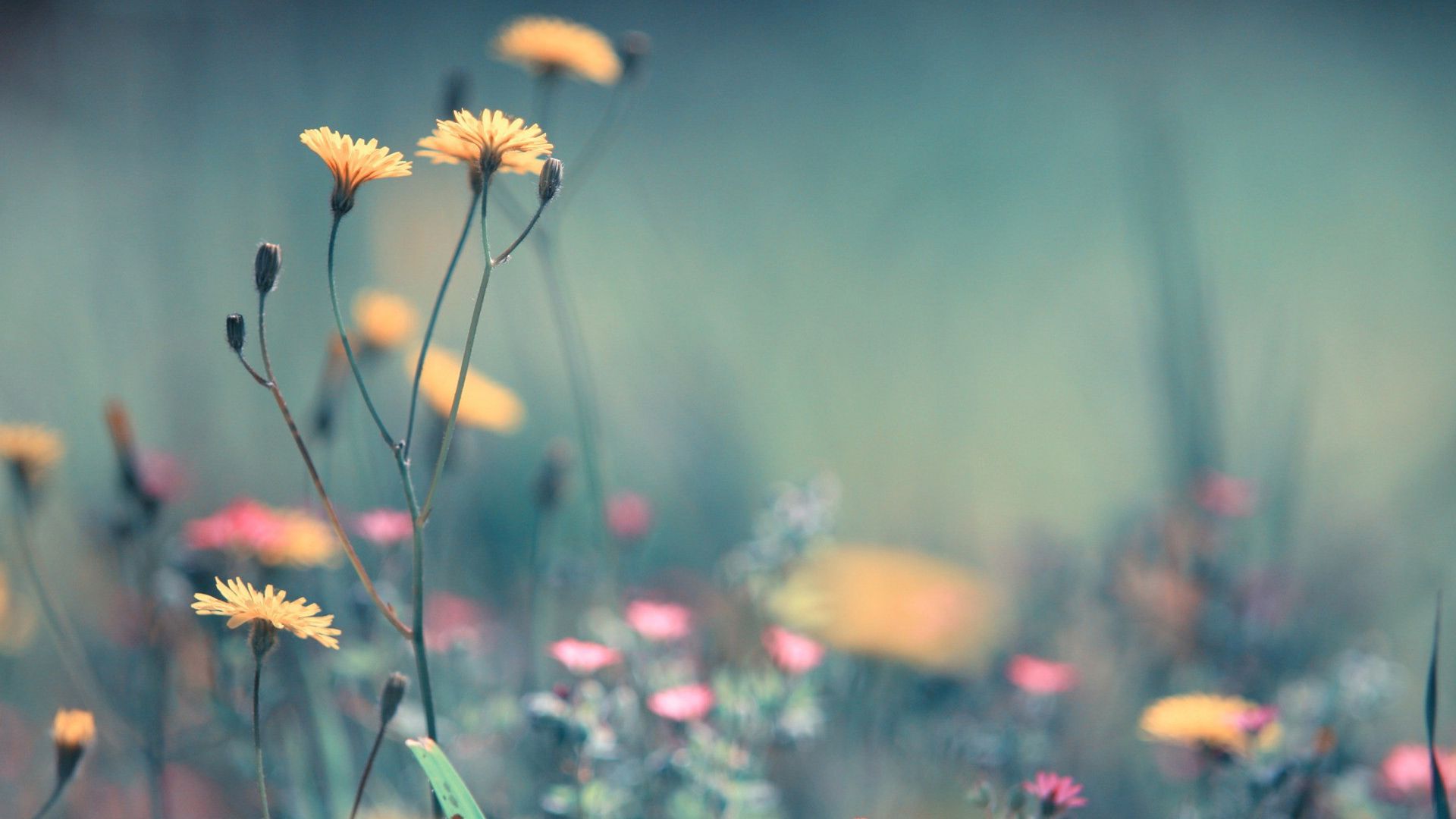 Free photo: Floral Blur Background - Blur, Clipart, Daisies - Free