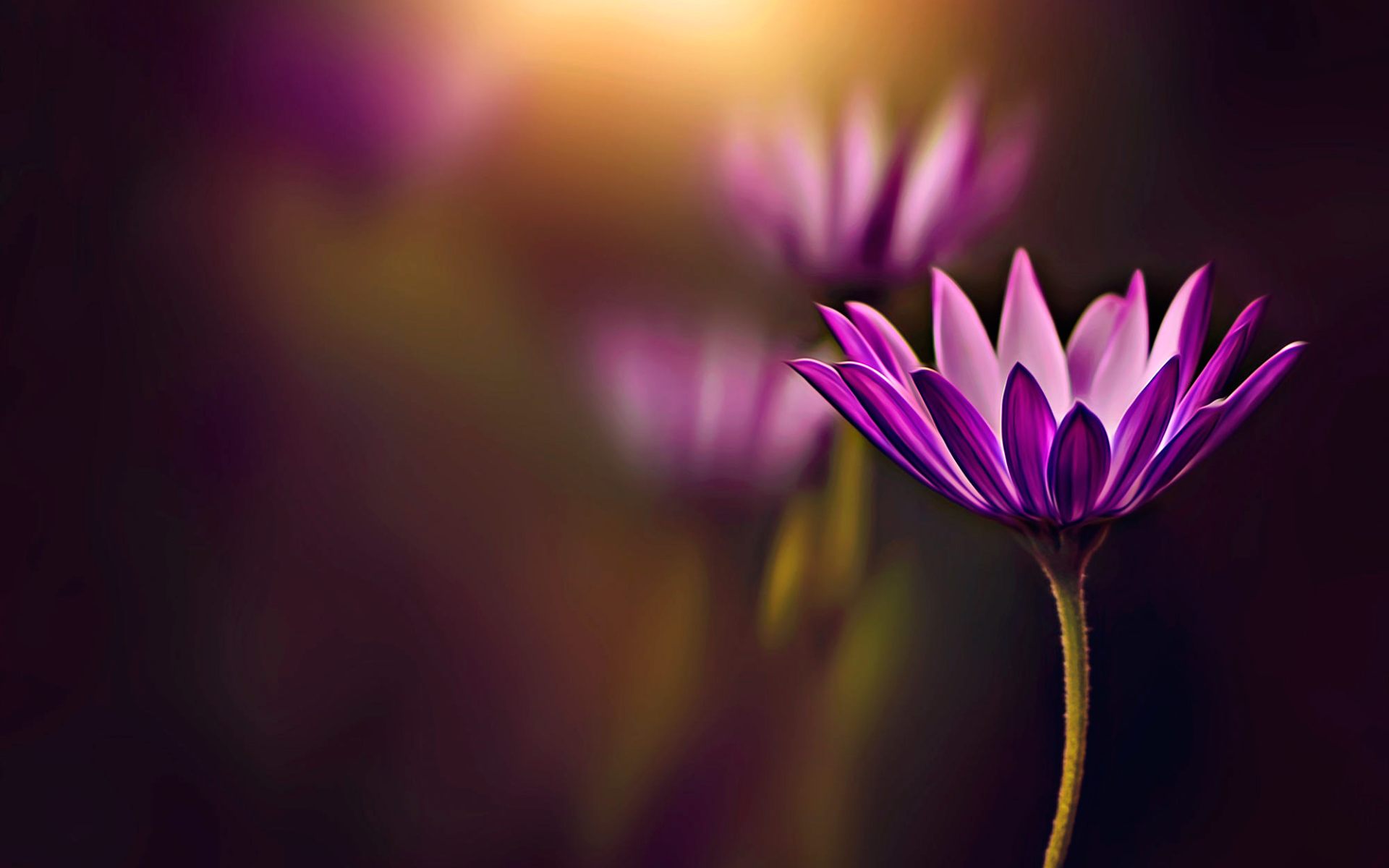 Free photo: Floral Blur Background - Blur, Clipart, Daisies - Free Download - Jooinn