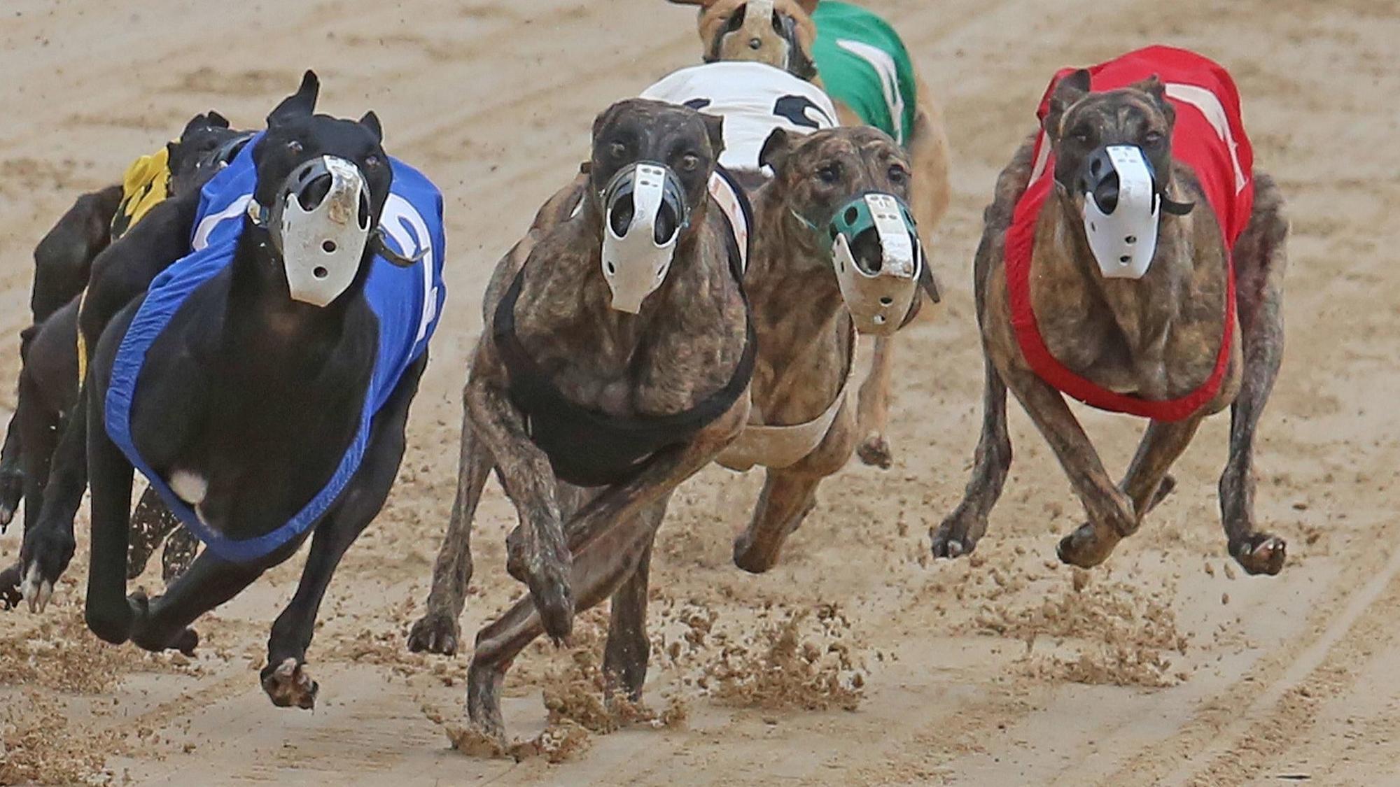 Greyhound racing has no home in Florida - Orlando Sentinel