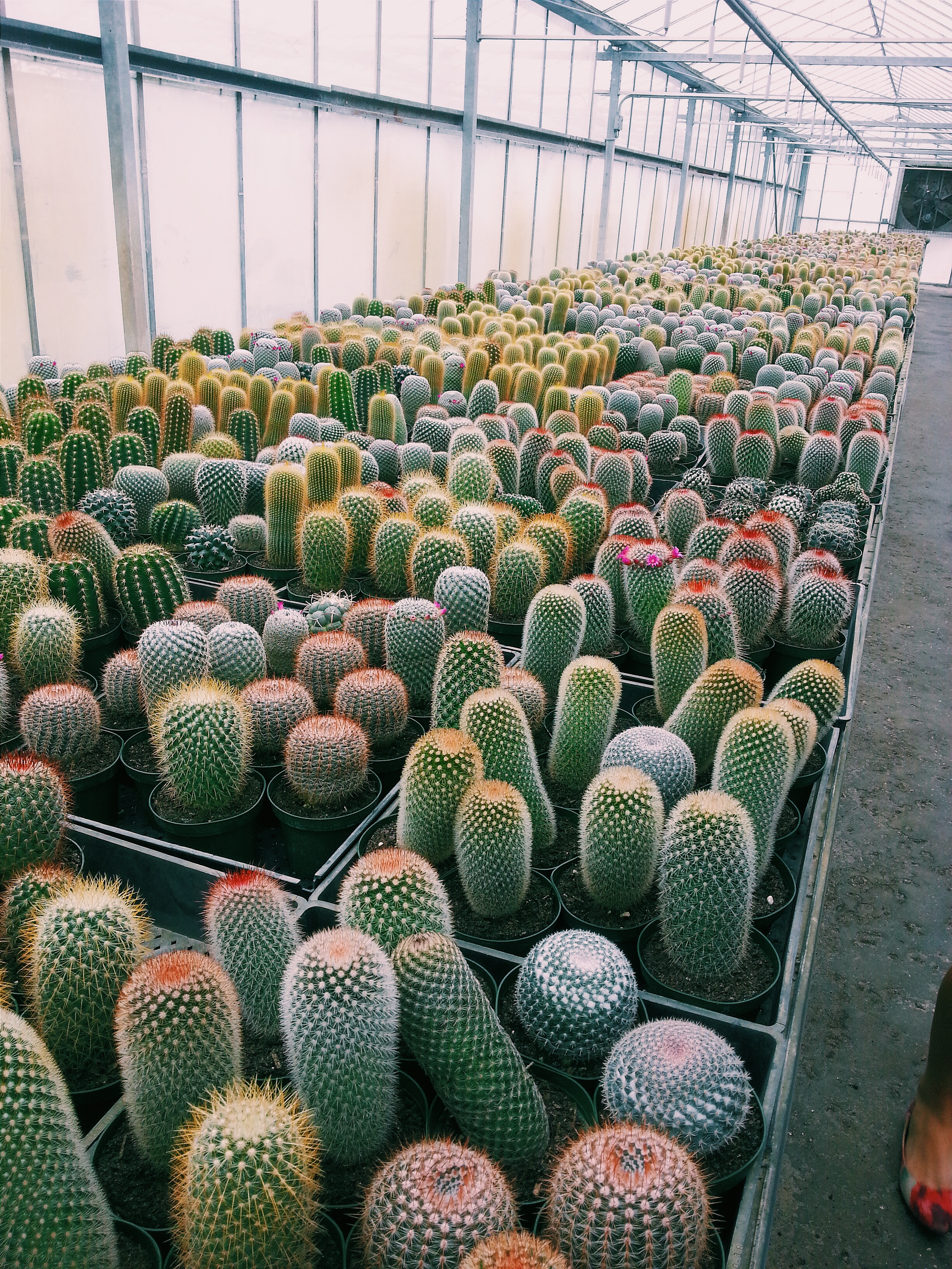 A trip to Florida Cactus Inc. in Apoka, FL. The truth is out there ...