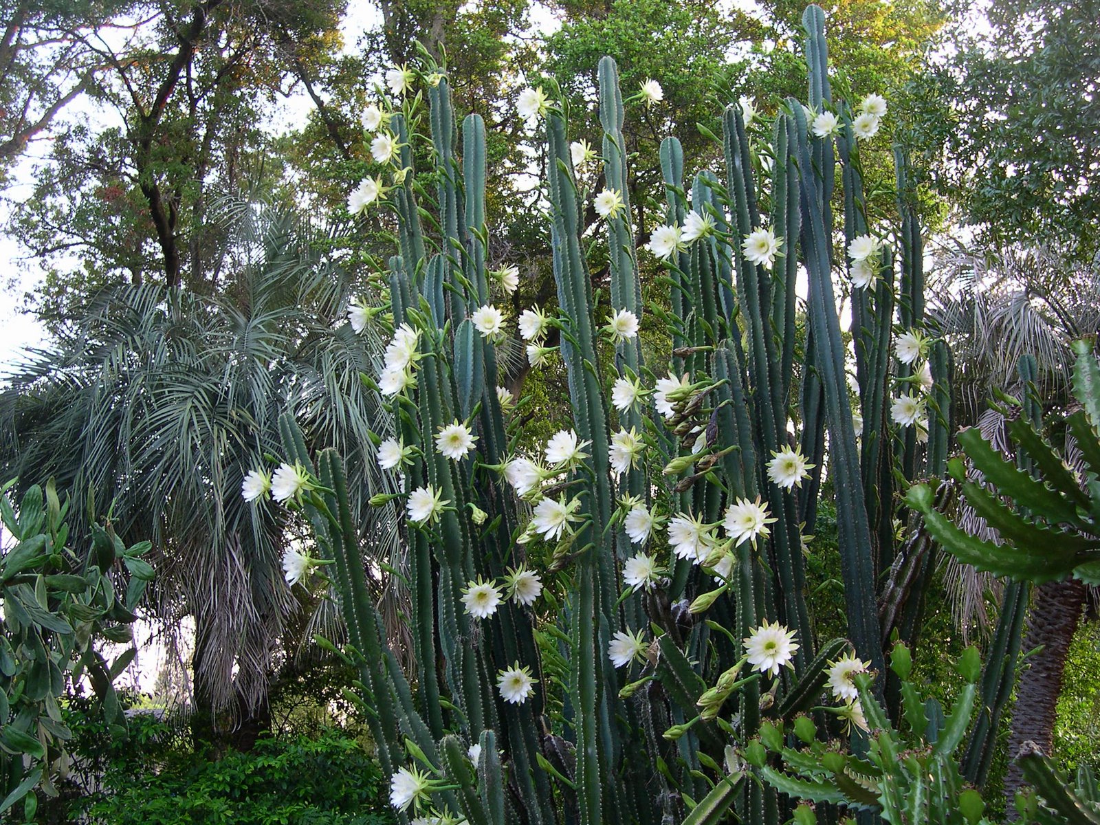 Florida Cactus? - CactiGuide.com