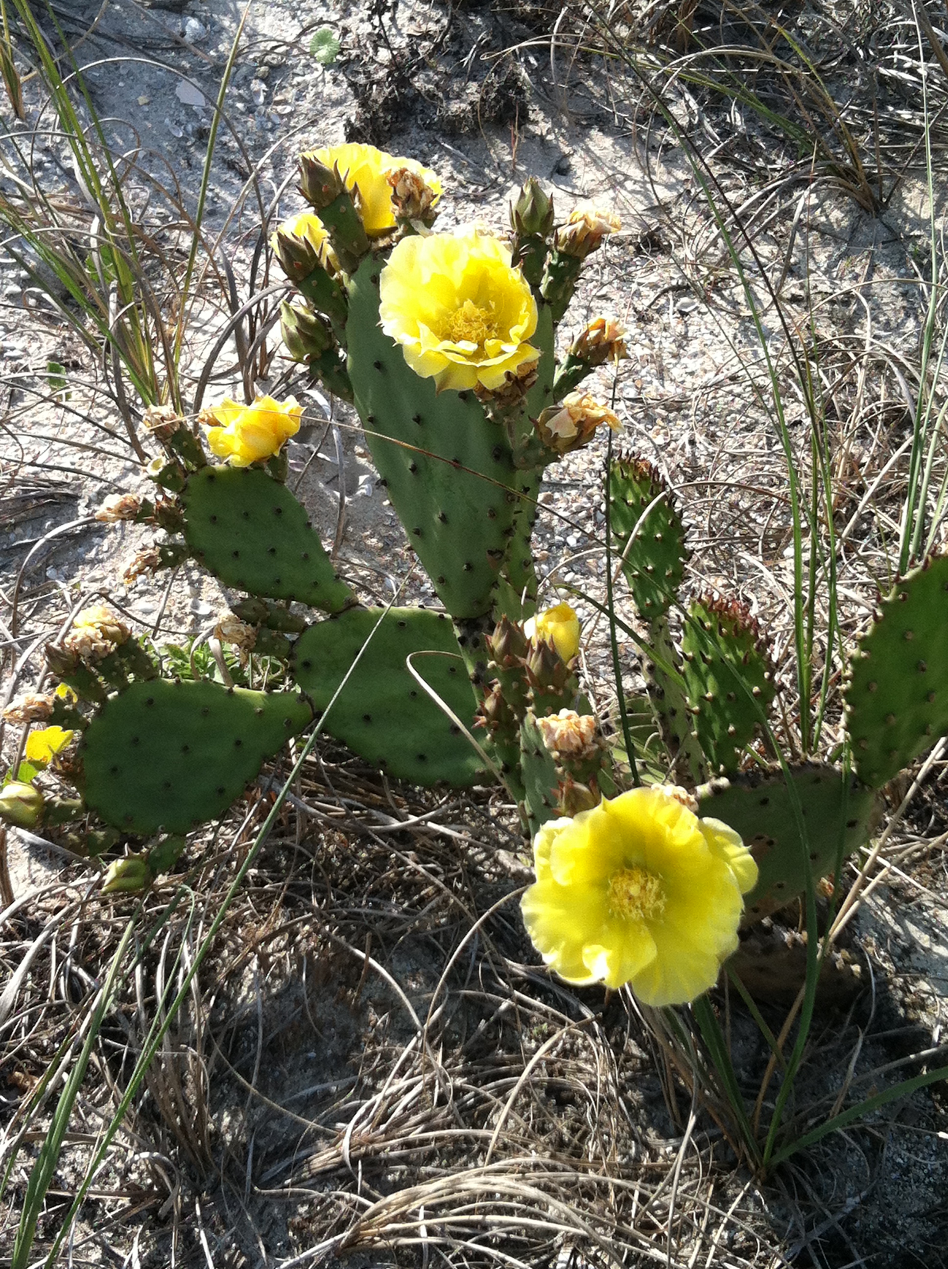 Prickly Pear Cactus in Florida - Florida Family Nature