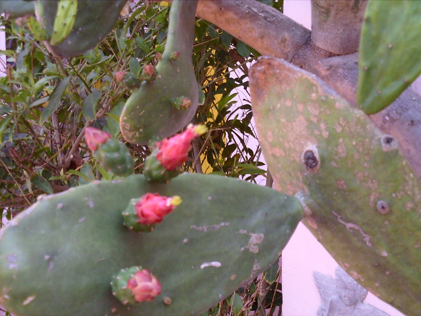 Lucy Sews Everyday: CACTUS PLANT FROM FLORIDA