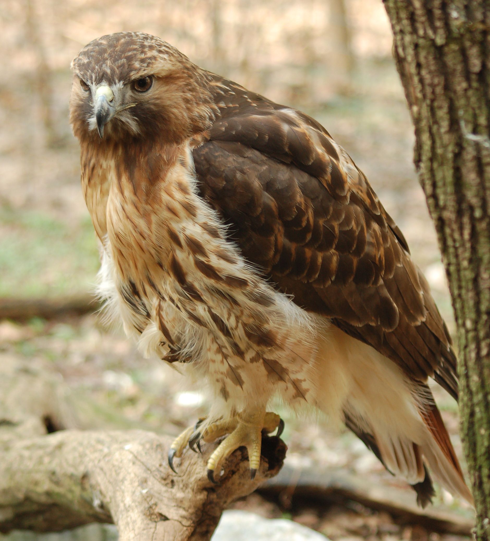 Hawk Spirit Meaning, Symbols, and Totem | Red tailed hawk, Bird and ...