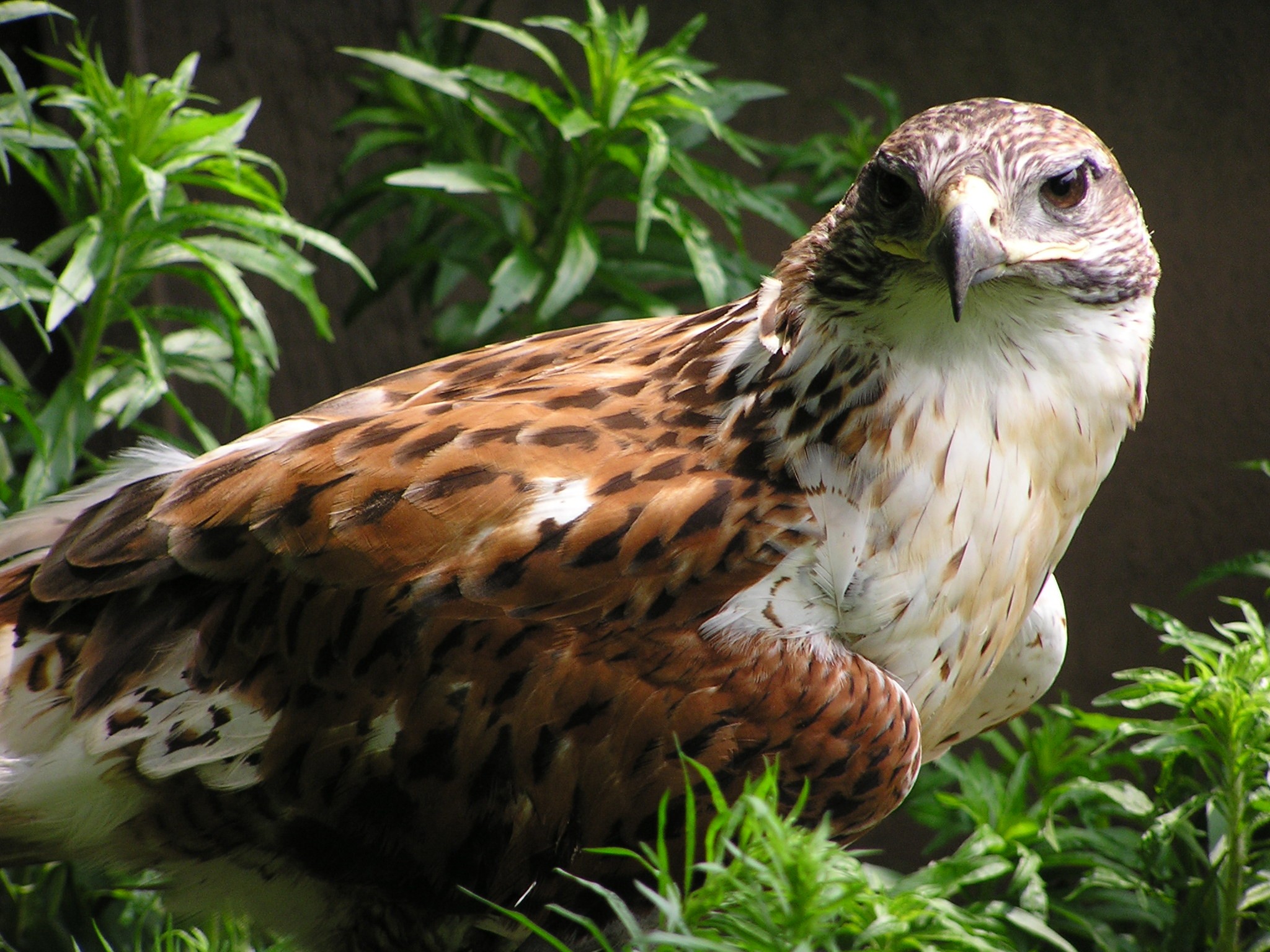 Animaltourism.com Best Places to See Hawks, Owls & other Raptors